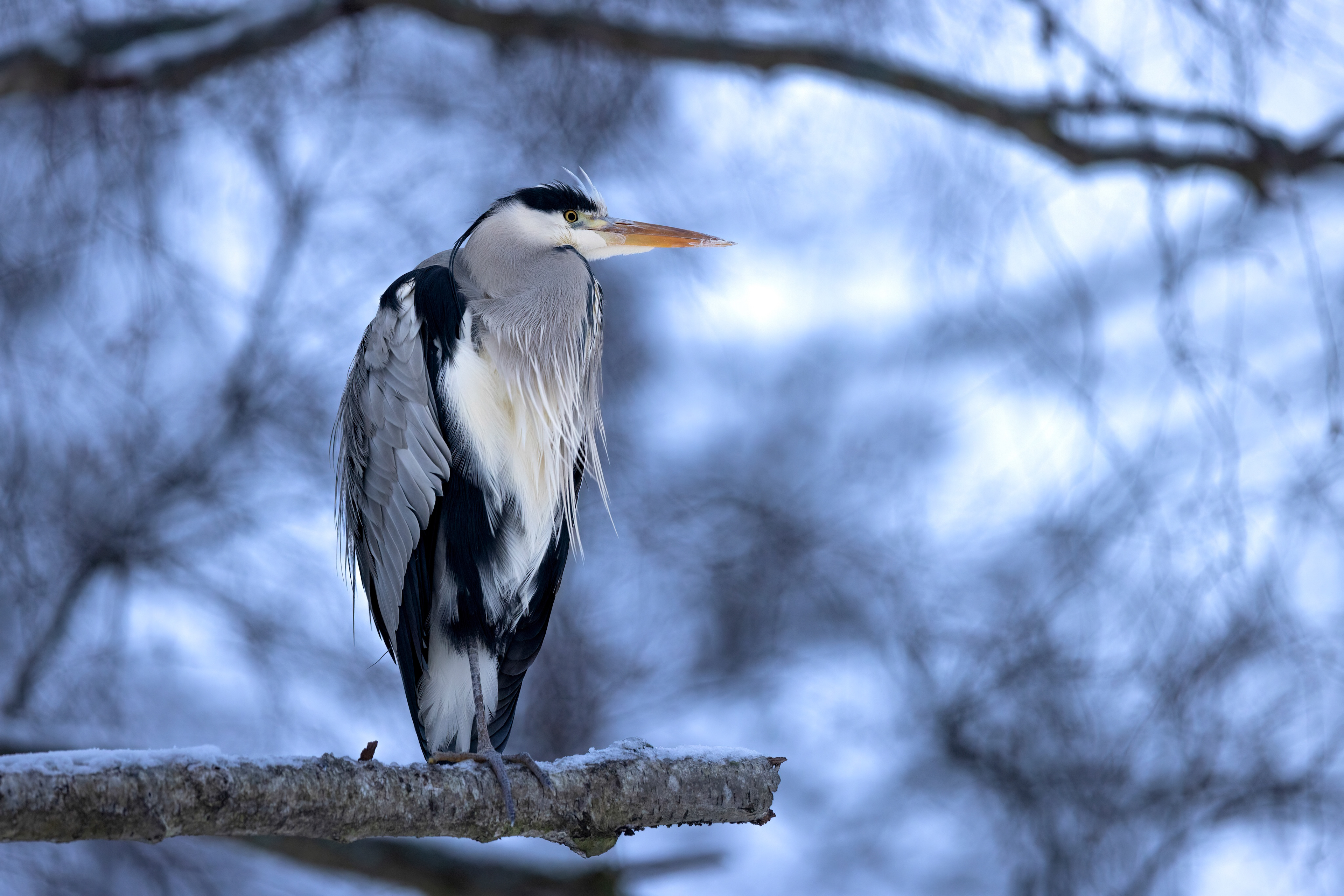 grey heron