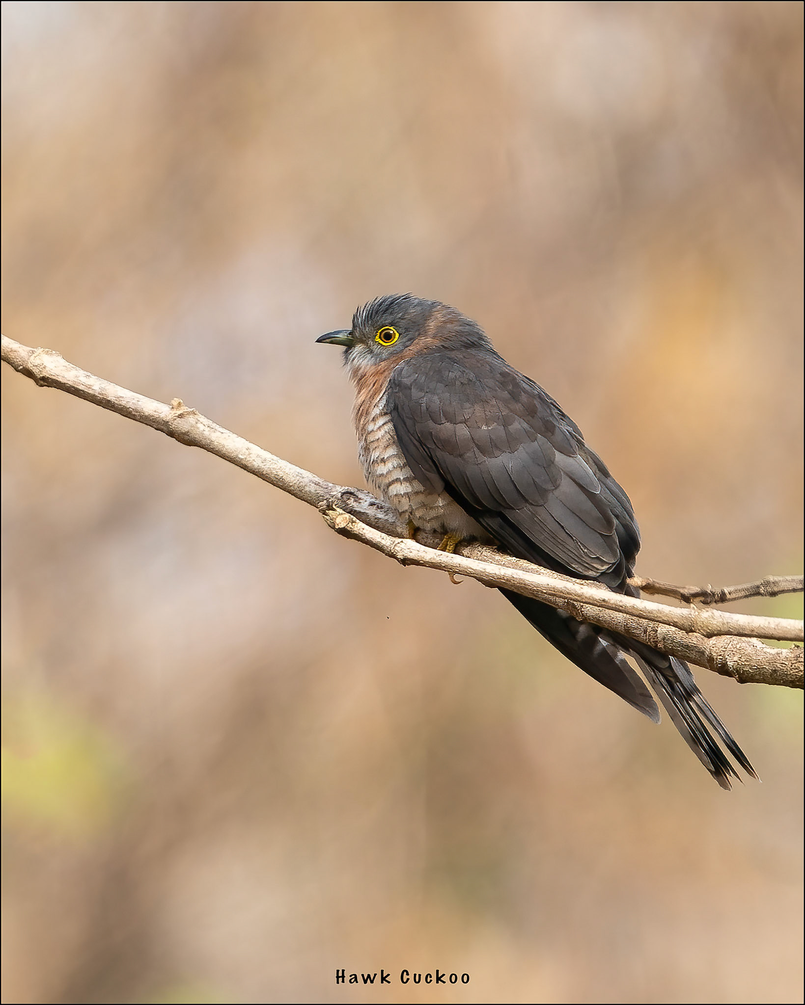 Hawk Cuckoo