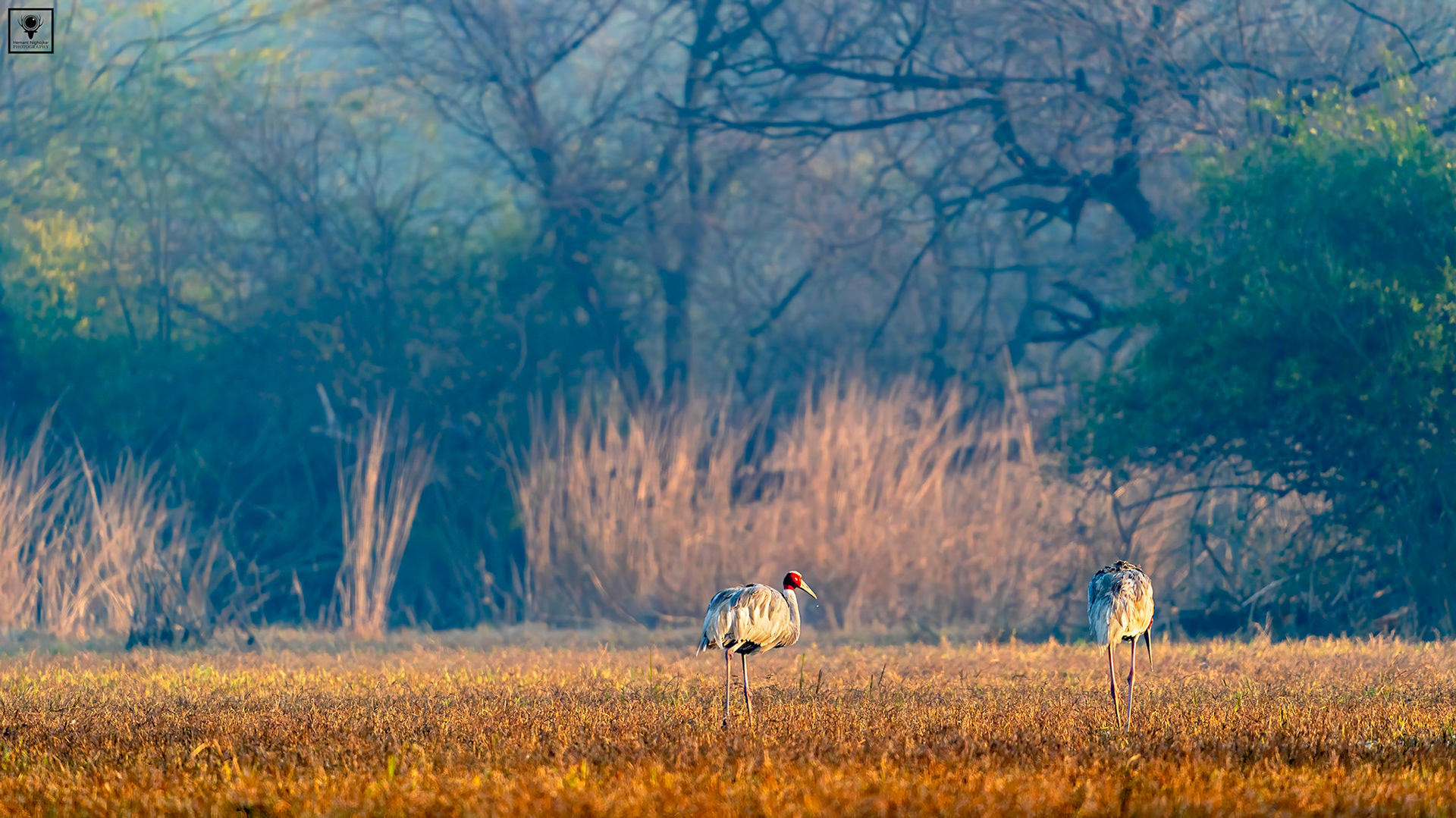 Sarus Cranes