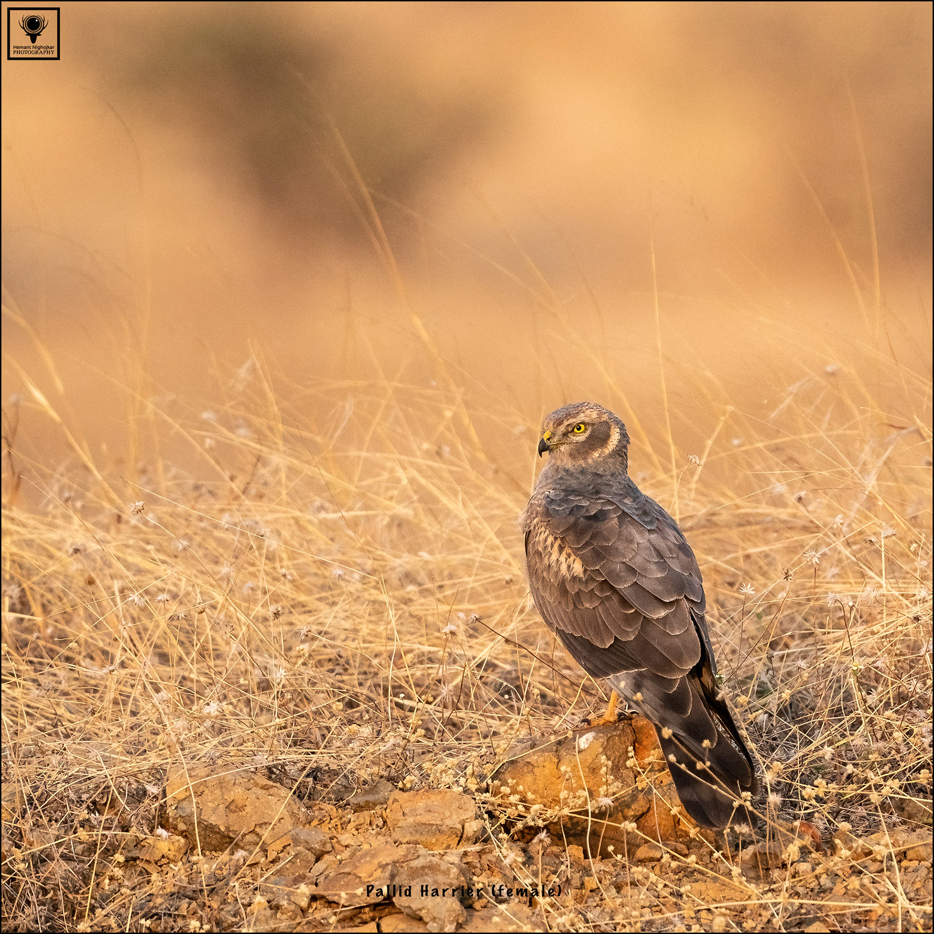 Pallid Harrier (female)