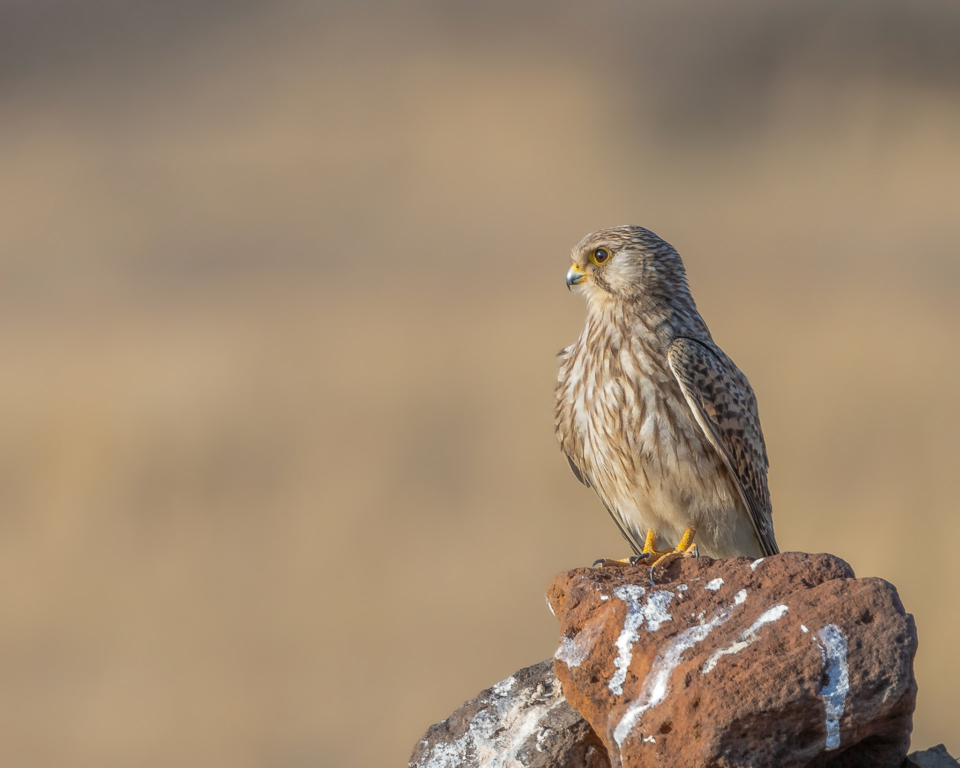 Common Kestrel (female)