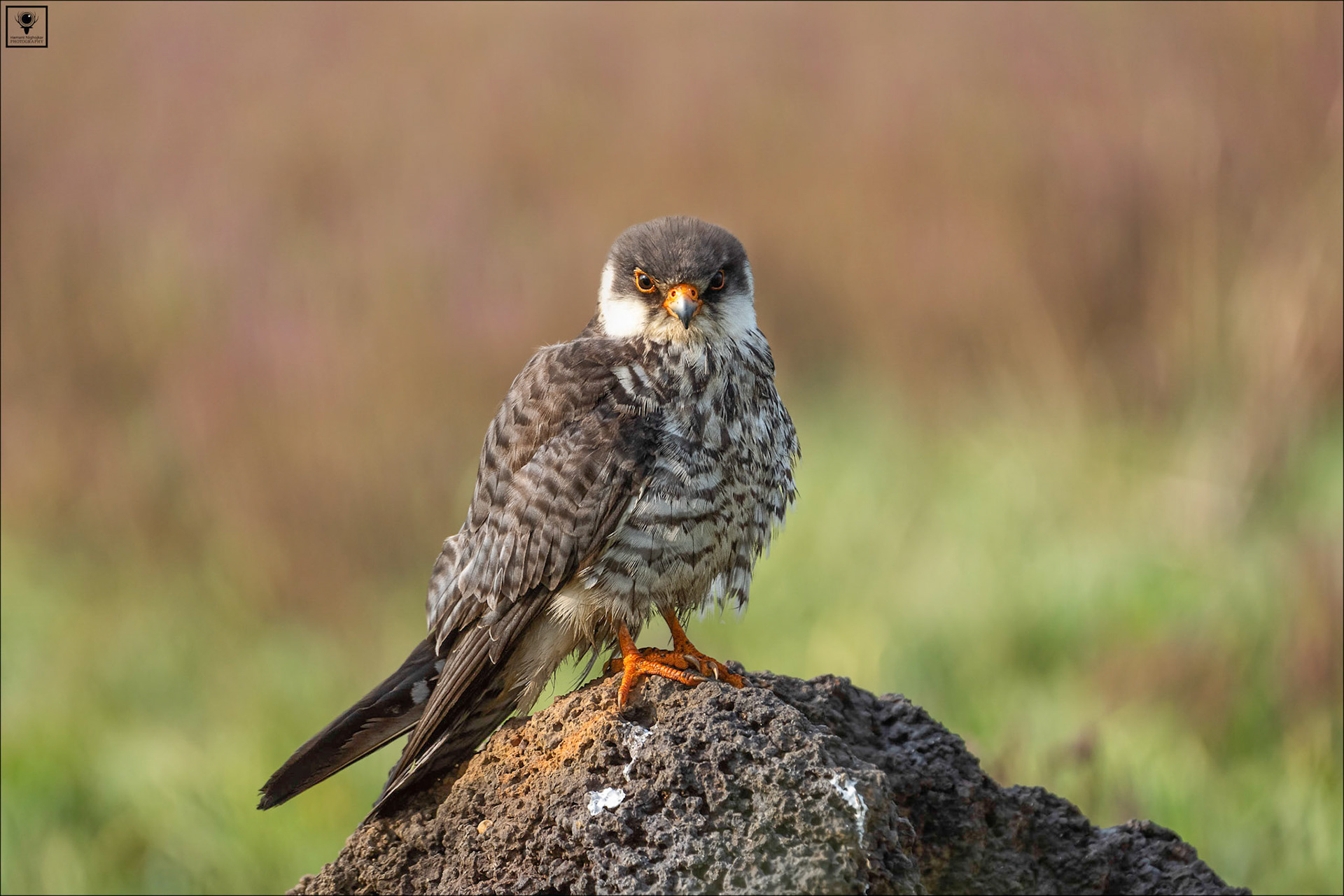 Amur Falcon (female)