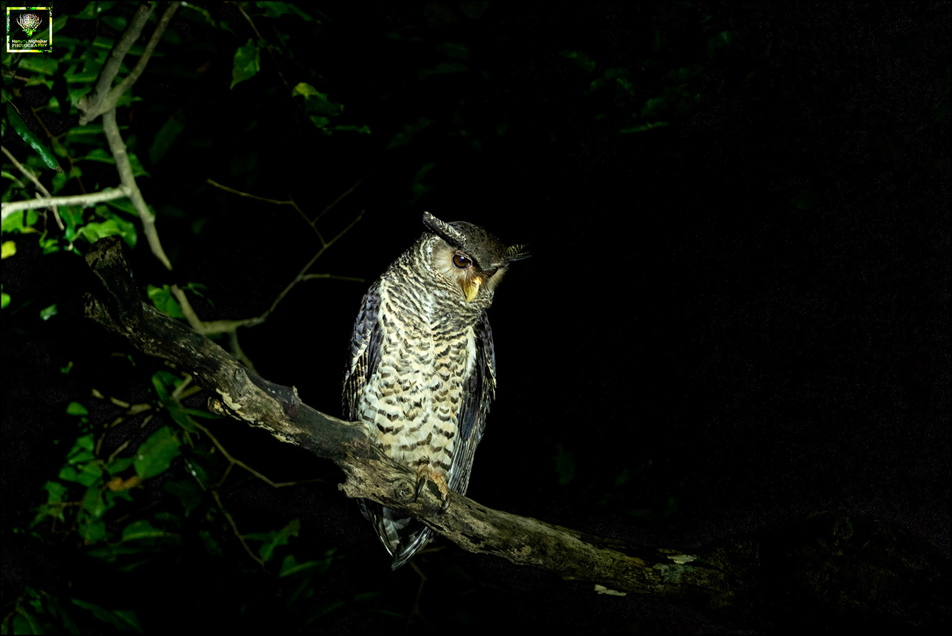 Spot-bellied Eagle Owl
