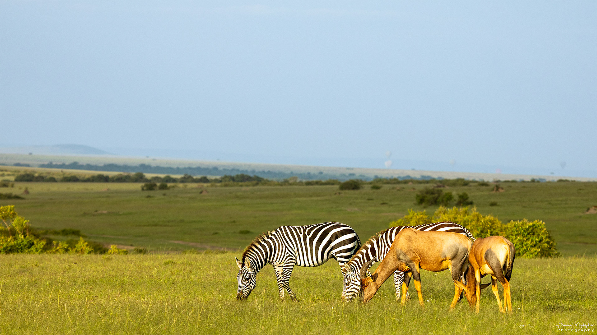 Zebras and Topis