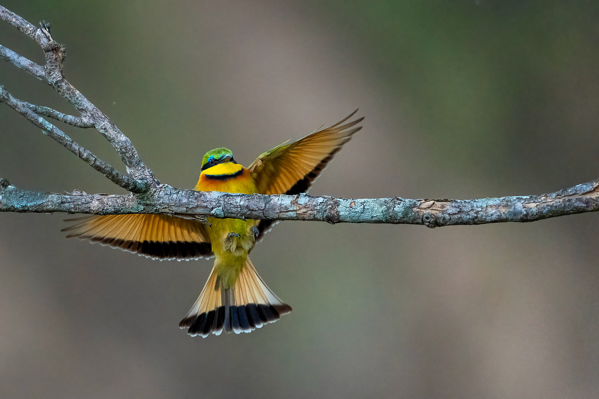 Little Bee-eater