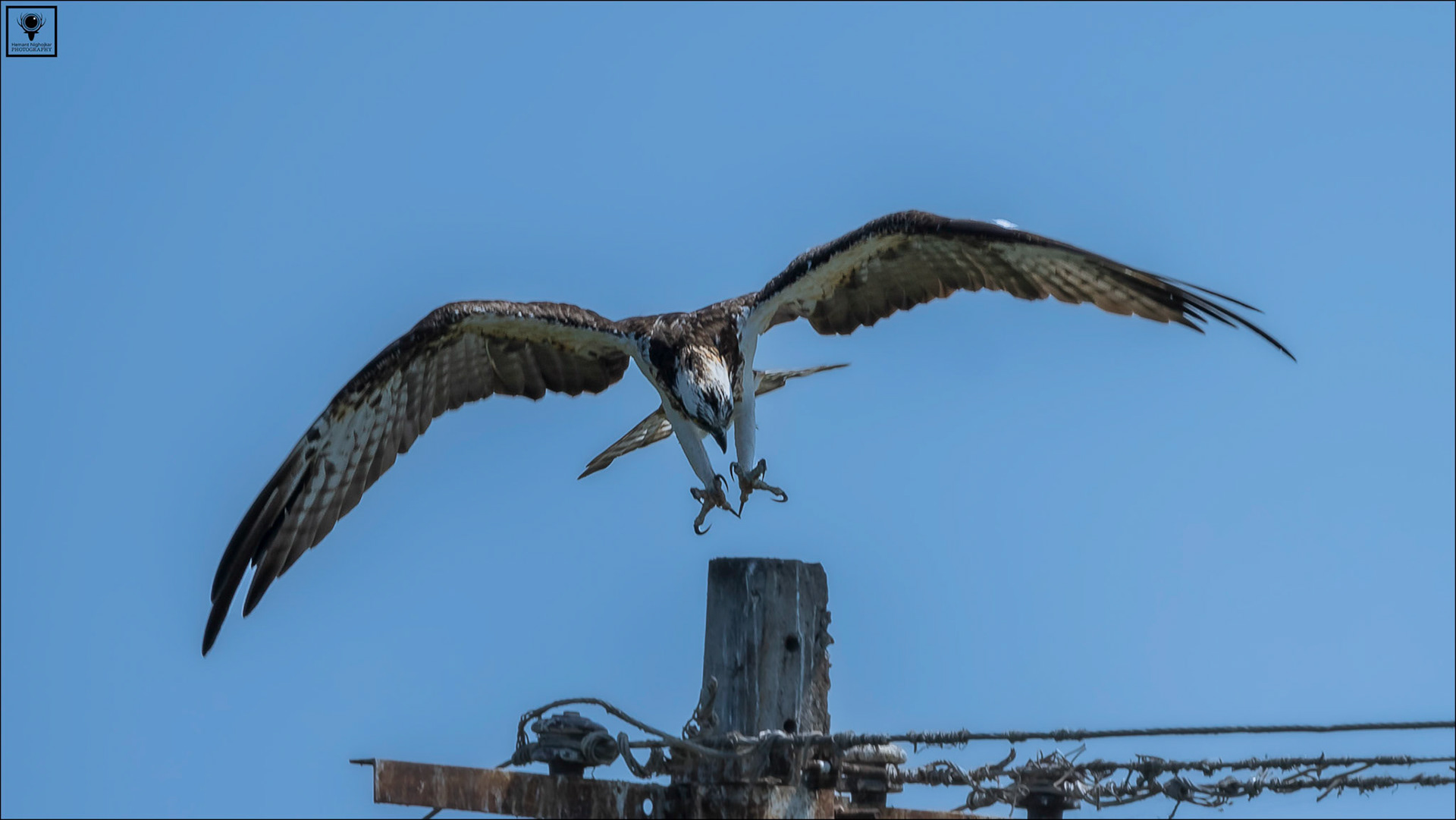 Osprey