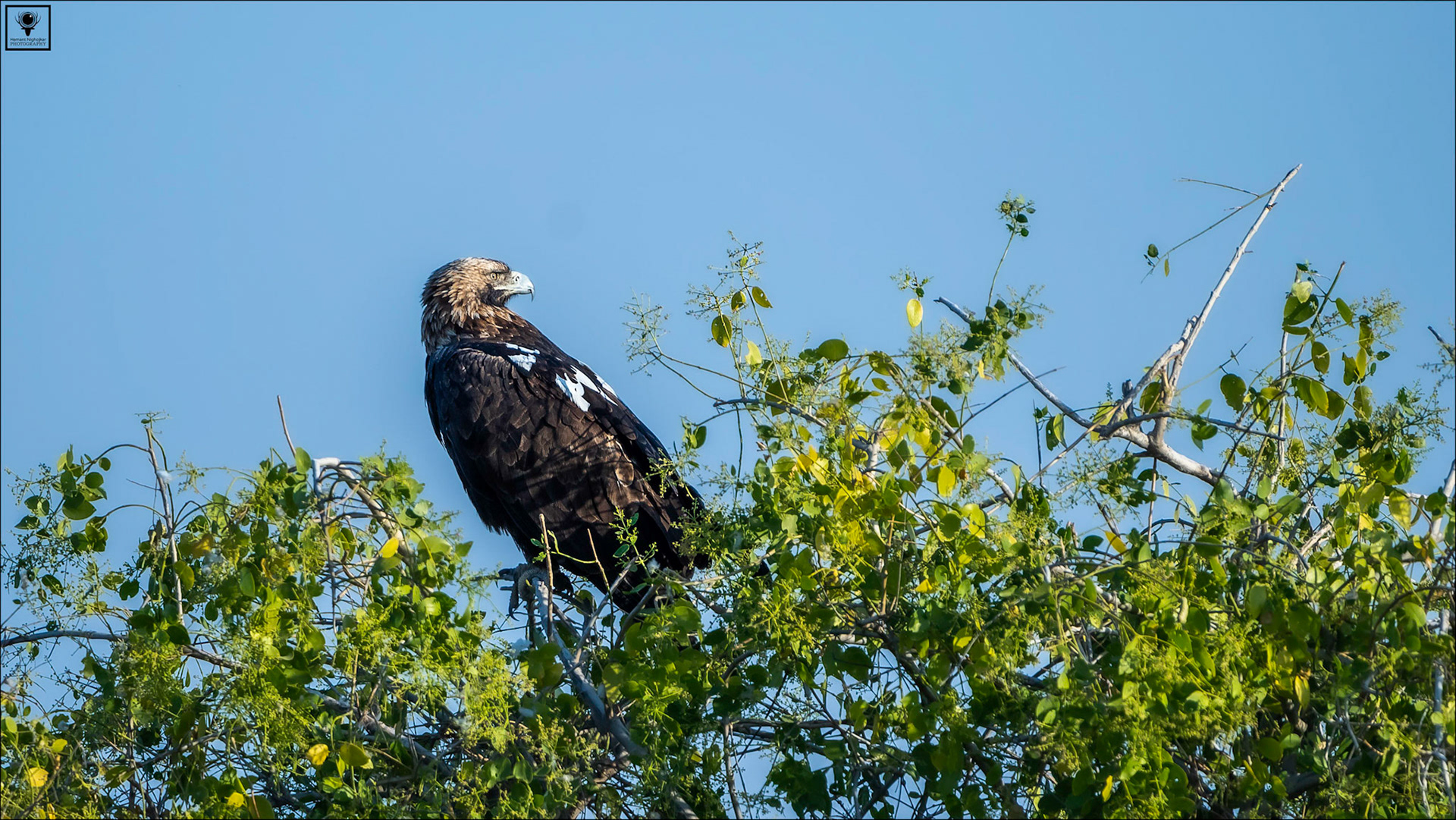 Imperial Eagle