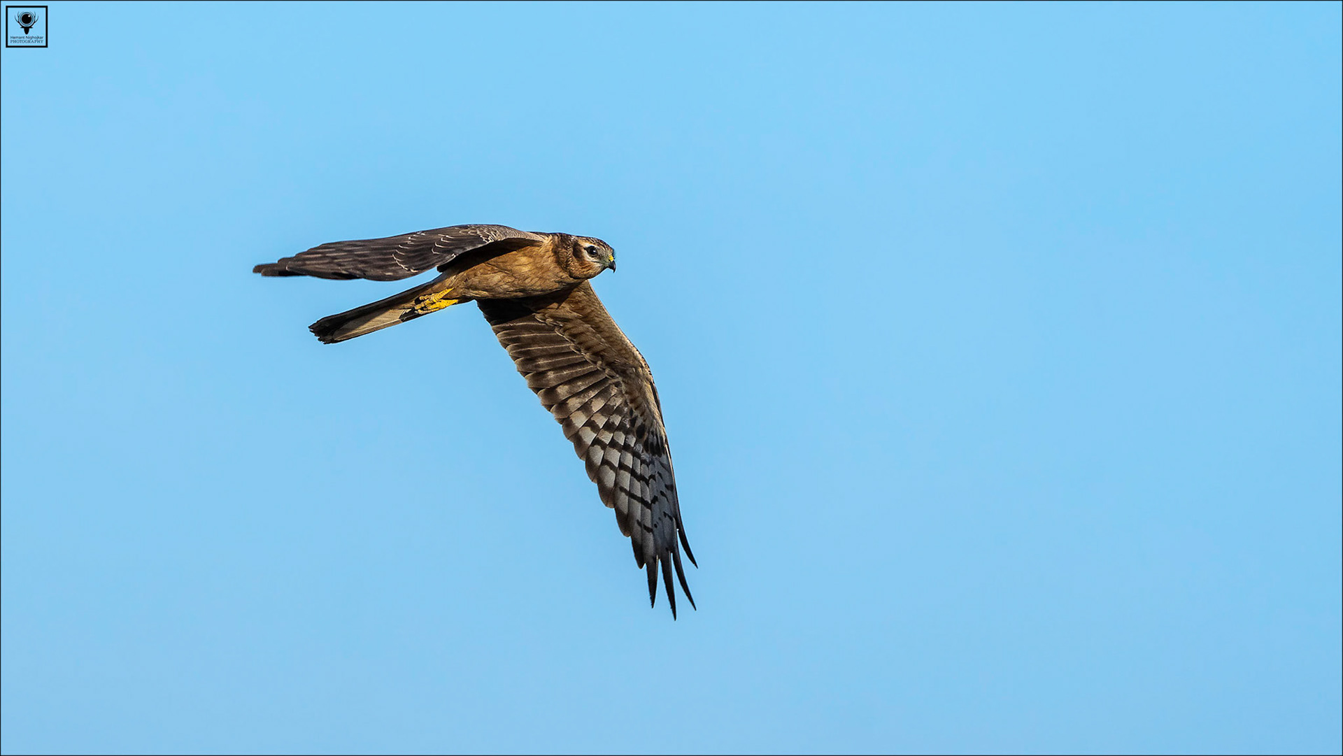 Pallid Harrier (female)