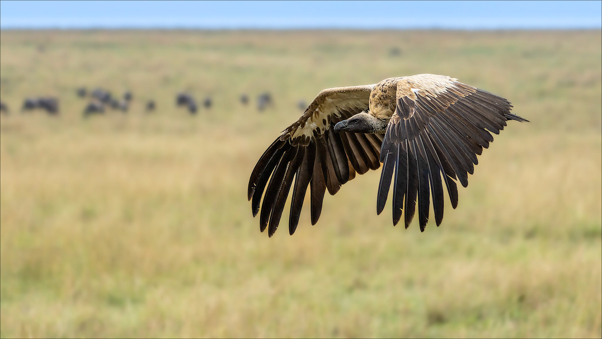 White-backed Vulture