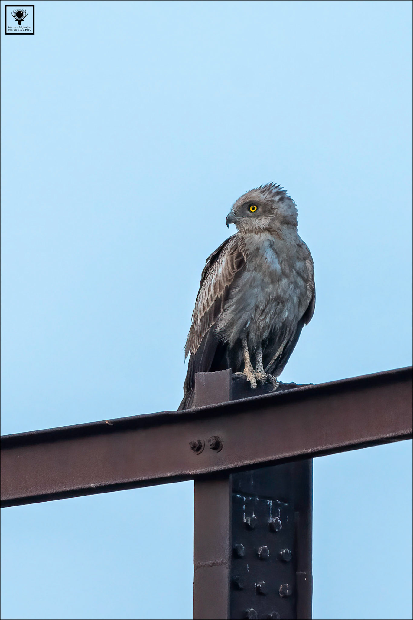 Short-toed Snake Eagle