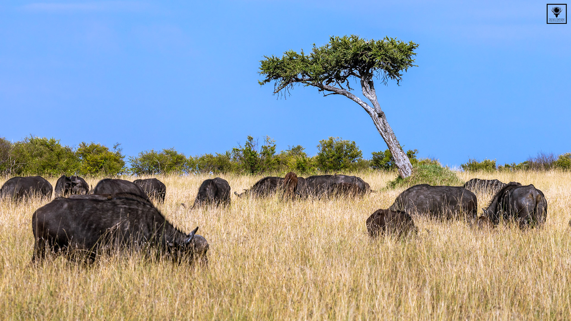 Herd of buffaloes