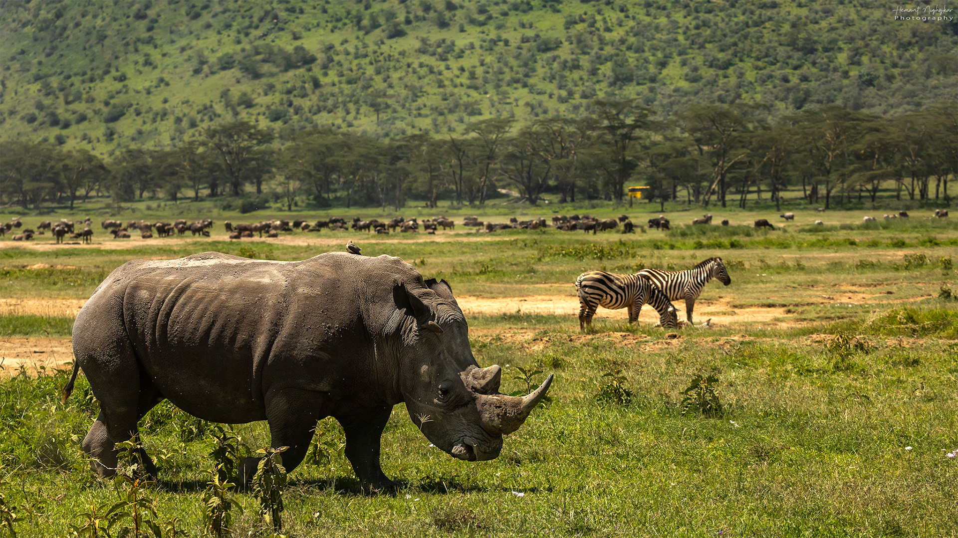 Black Rhio at Lake Nakuru