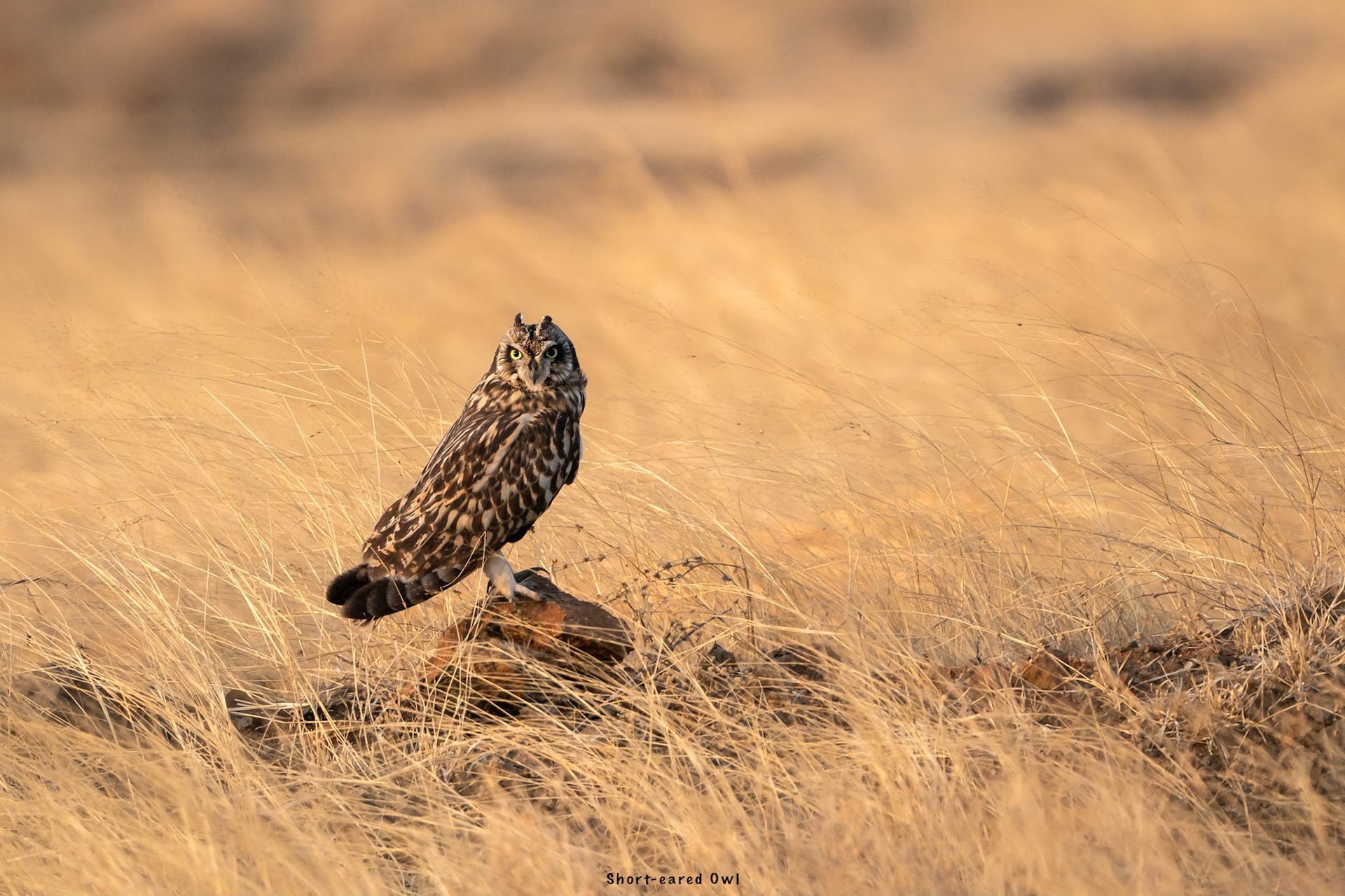 Short-eared Owl
