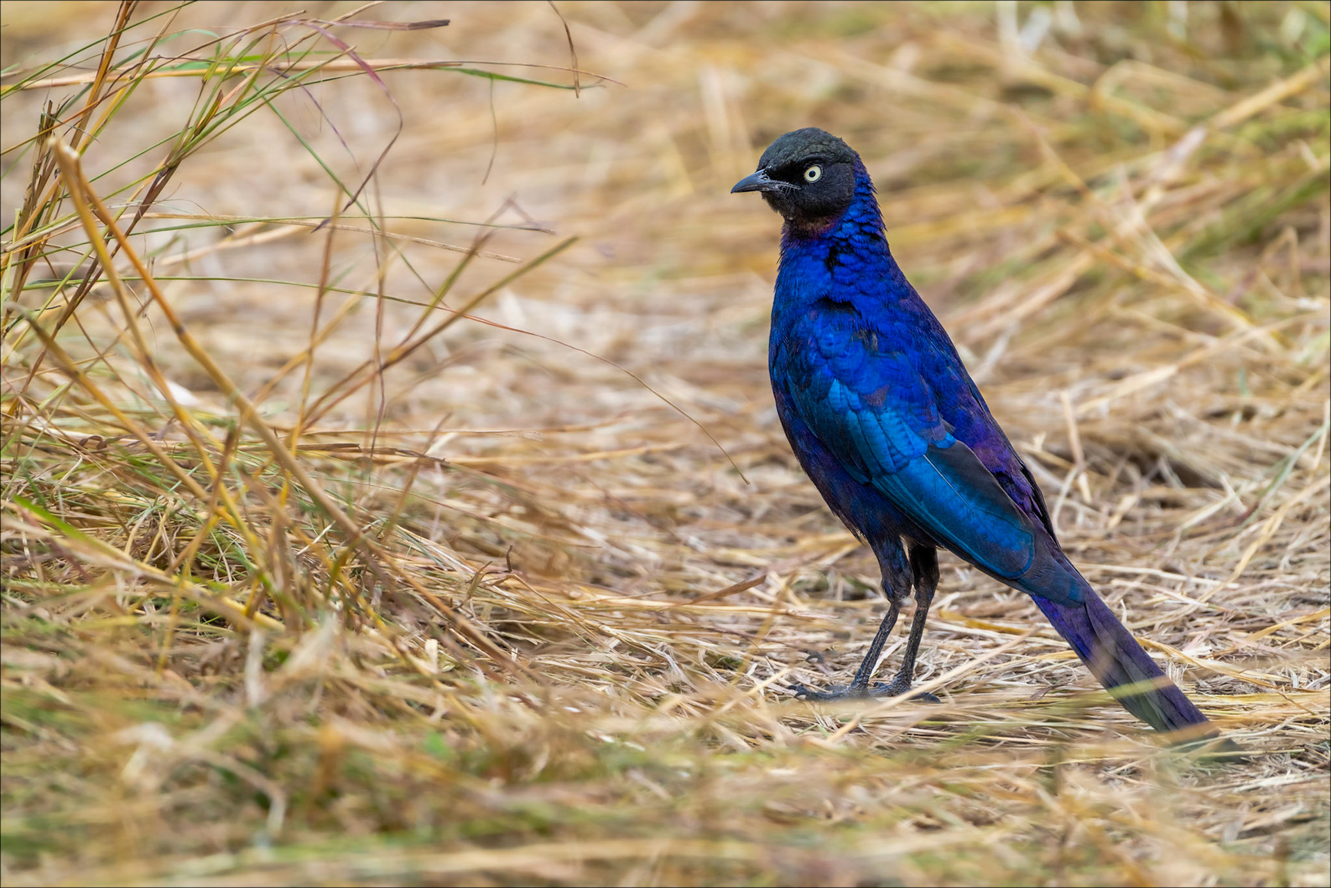 Ruppell's Long-tailed Starling