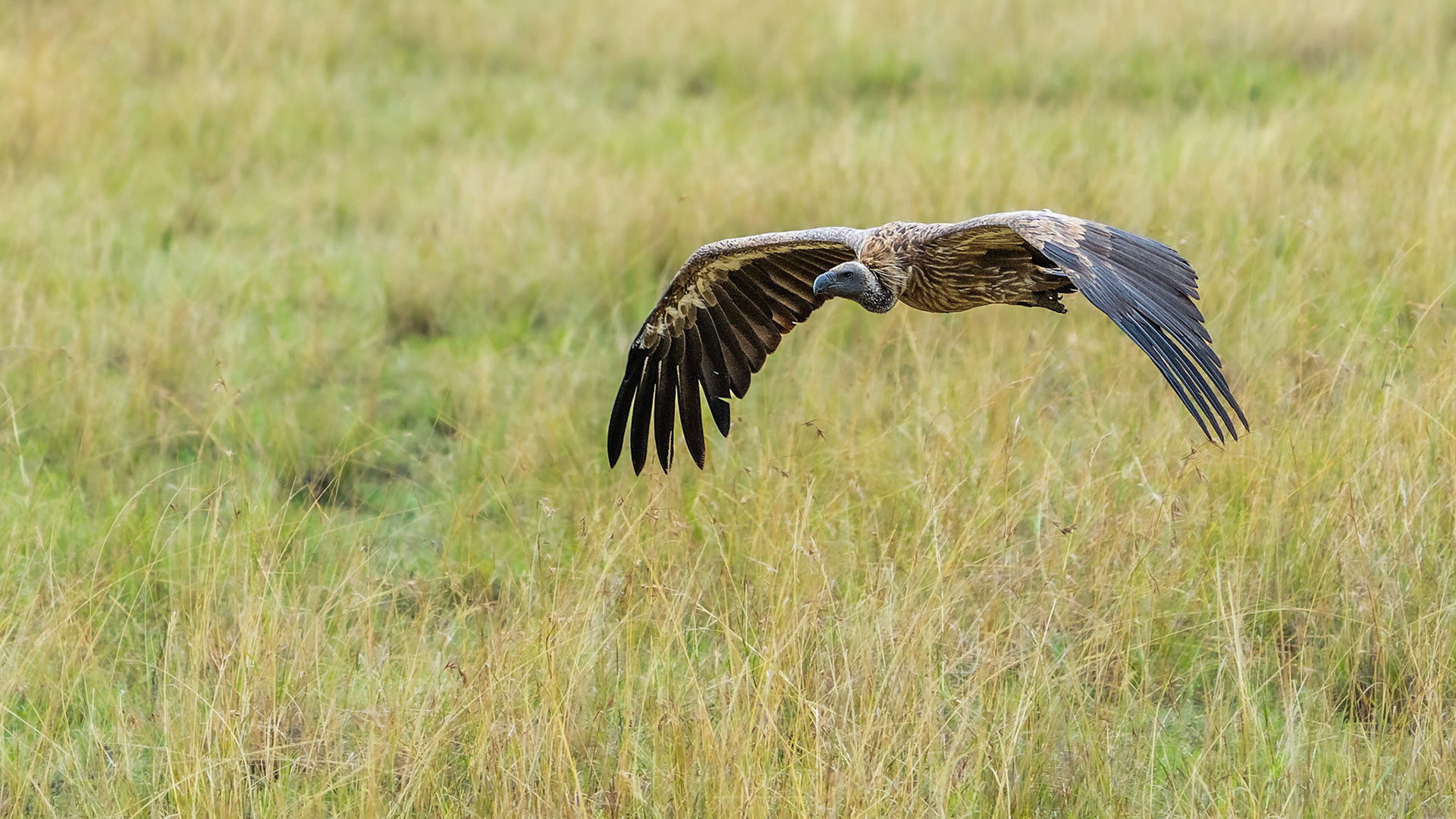White-backed Vulture