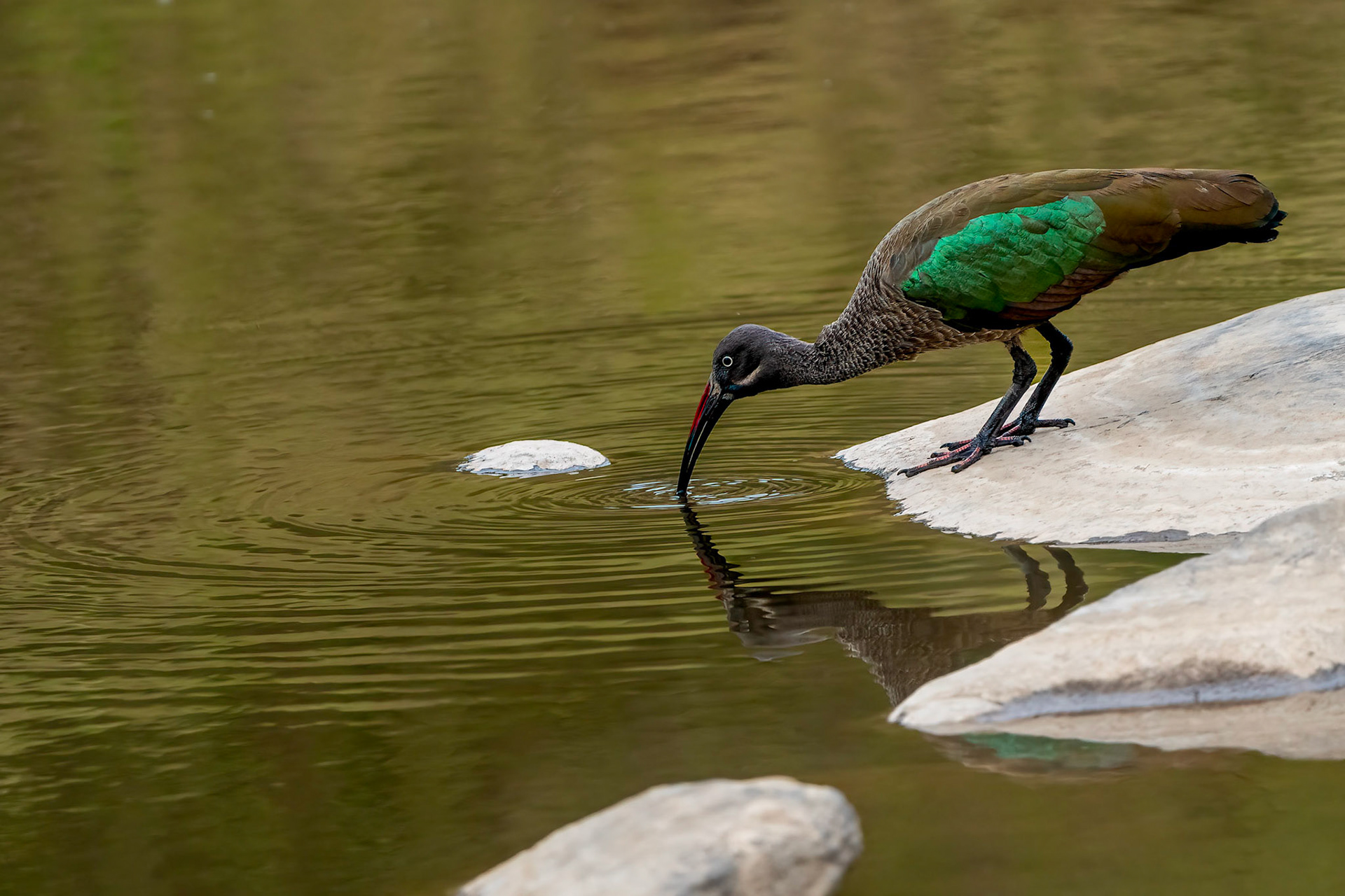 Hadada Ibis