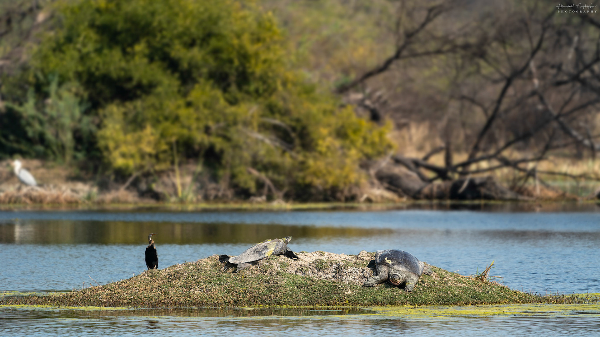 Big Turtles on small island at Bharatpur