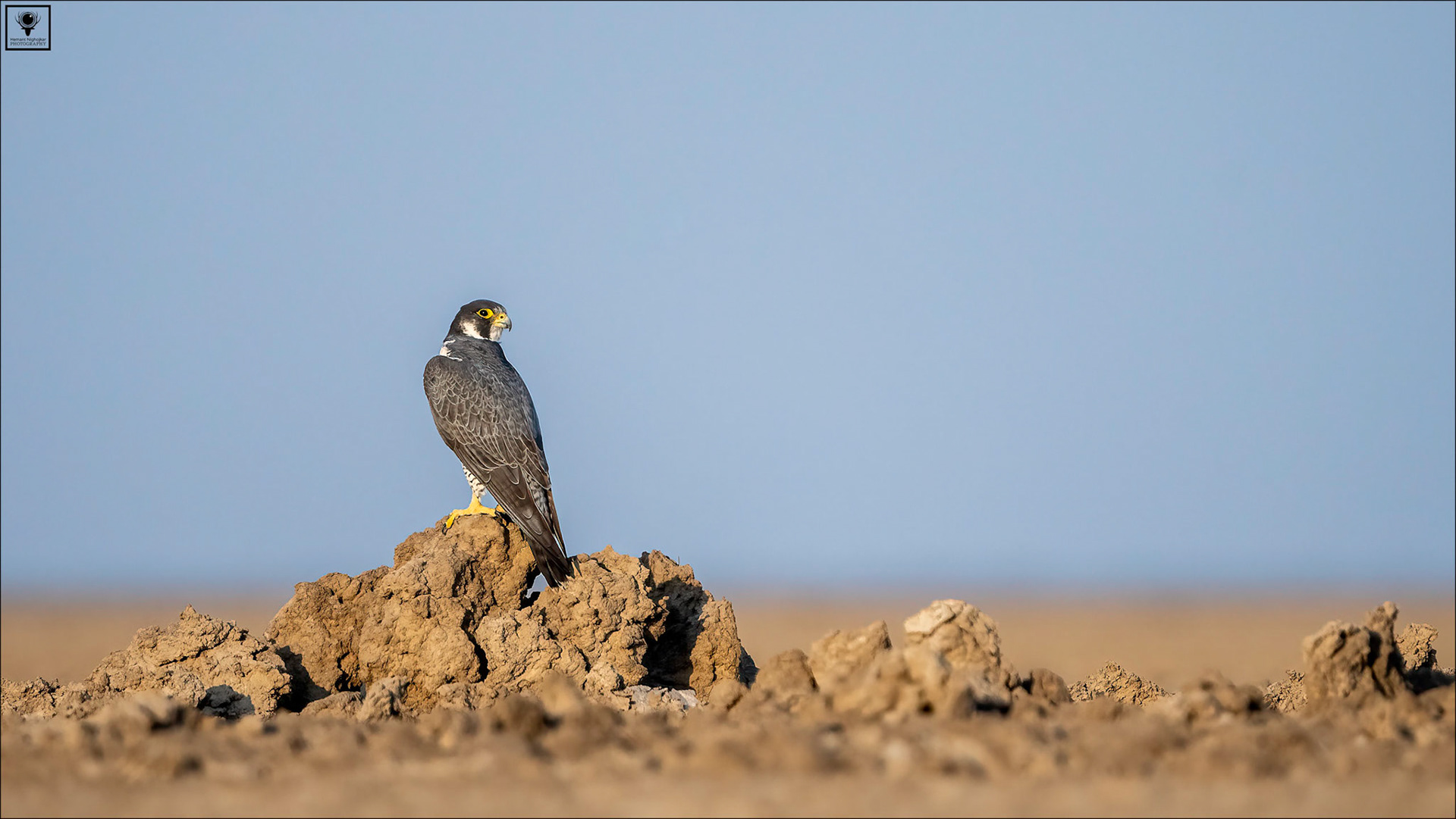 Peregrine Falcon