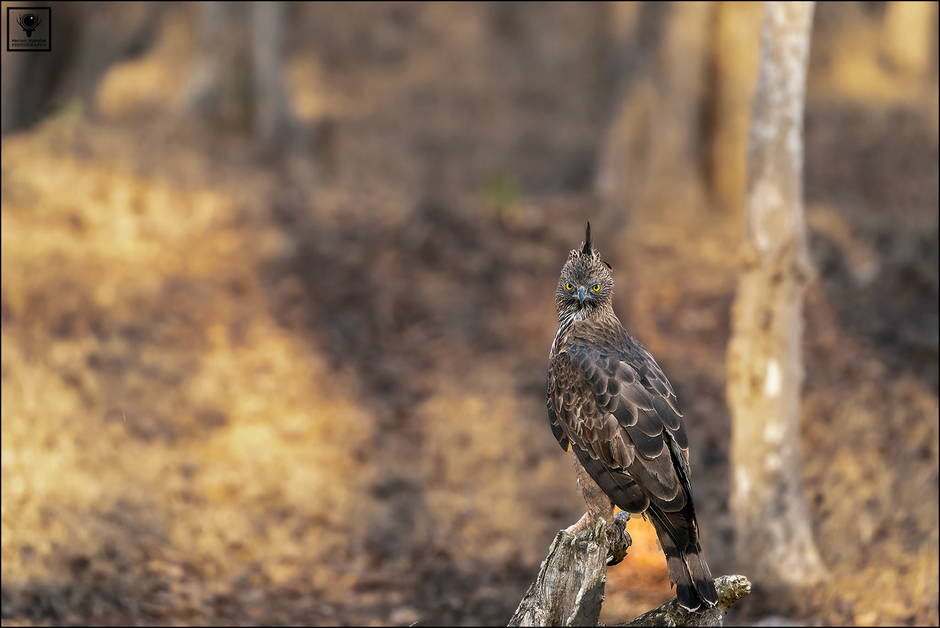 Crested Hawk Eagle