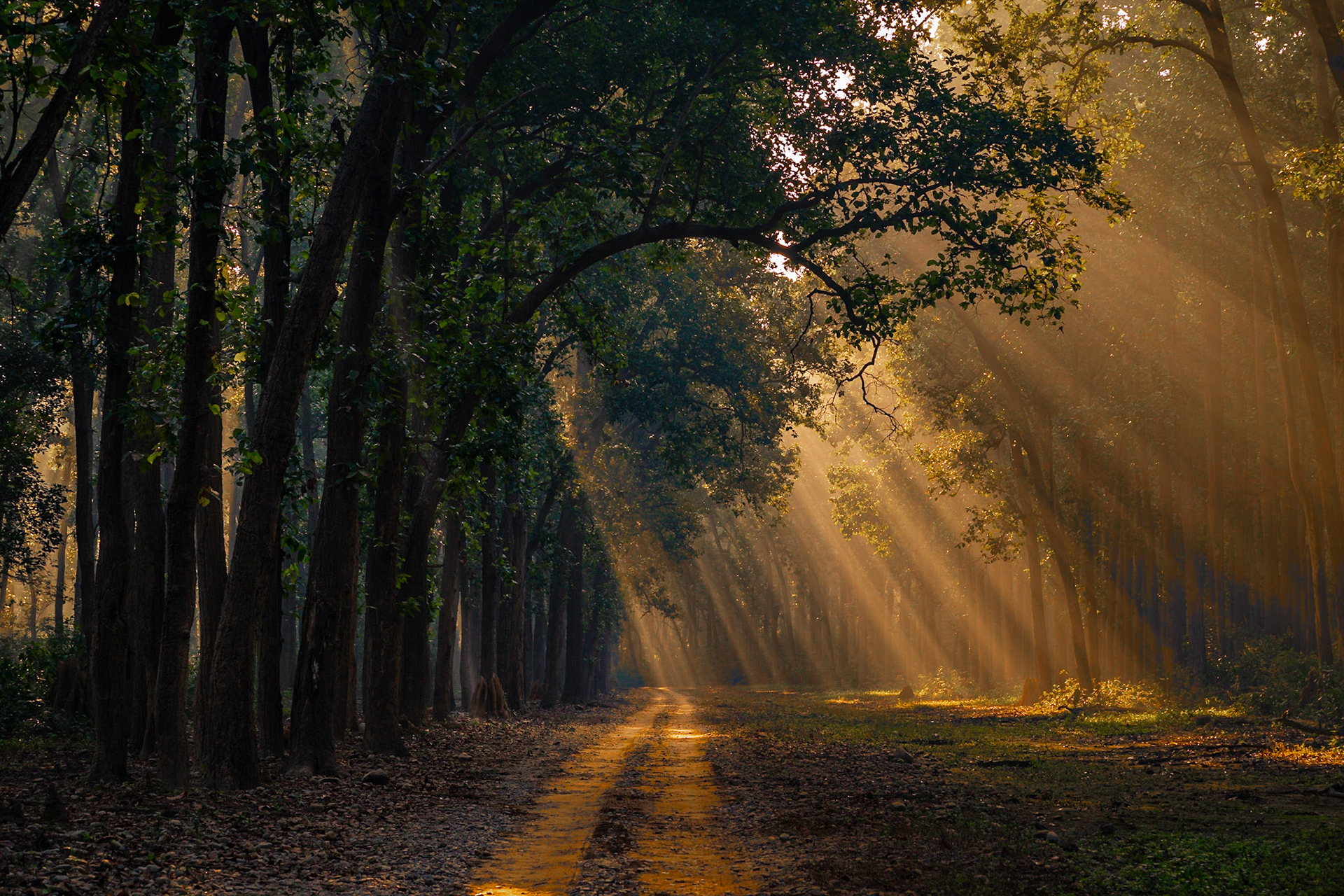 Forest Landscape
