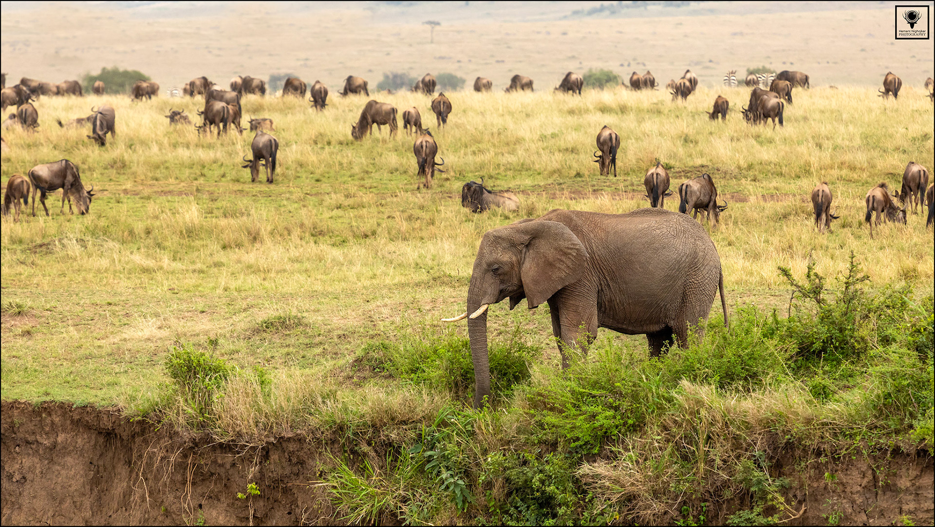 Masai Mara Wildlife Safari