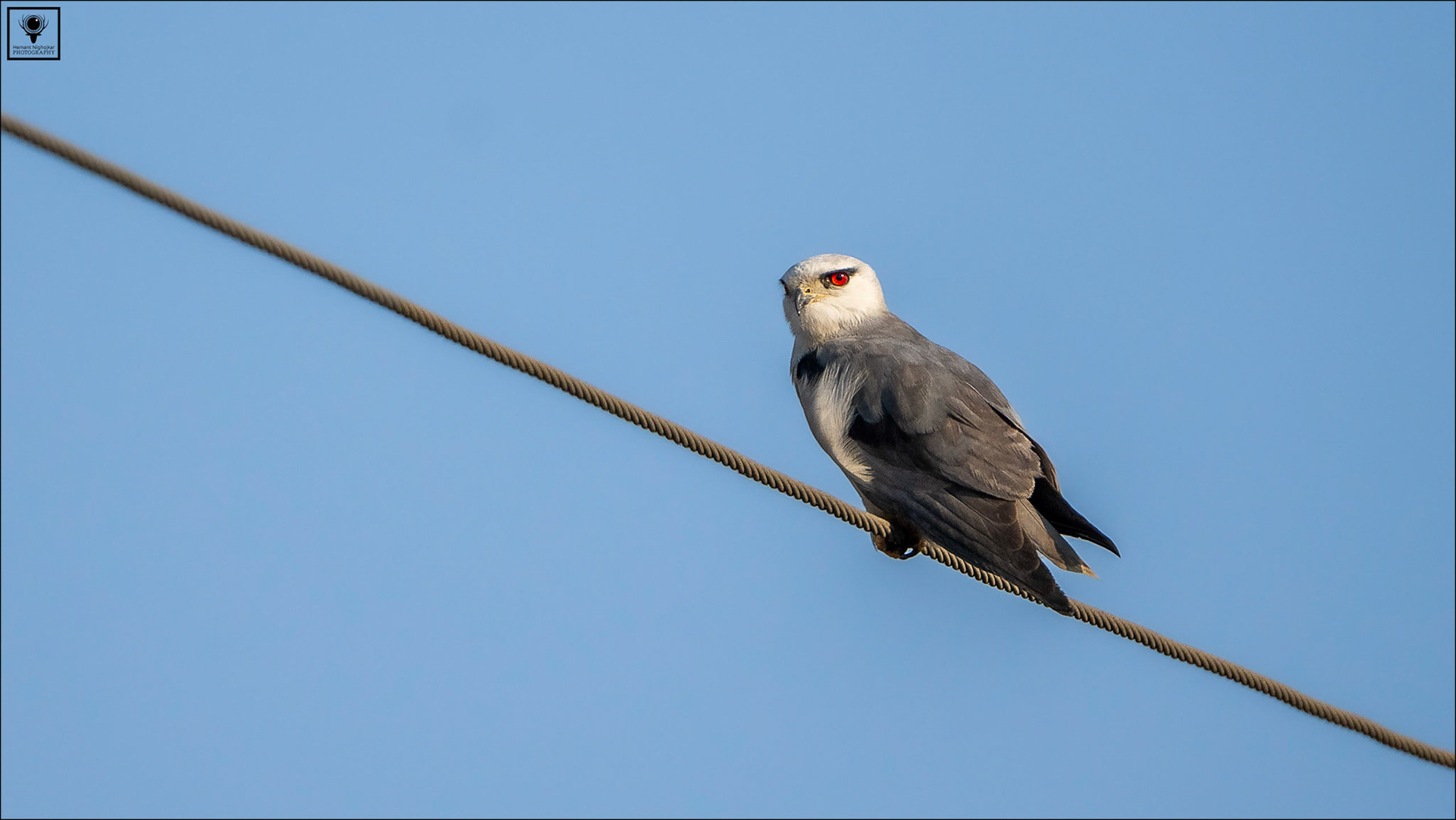 Black-winged Kite