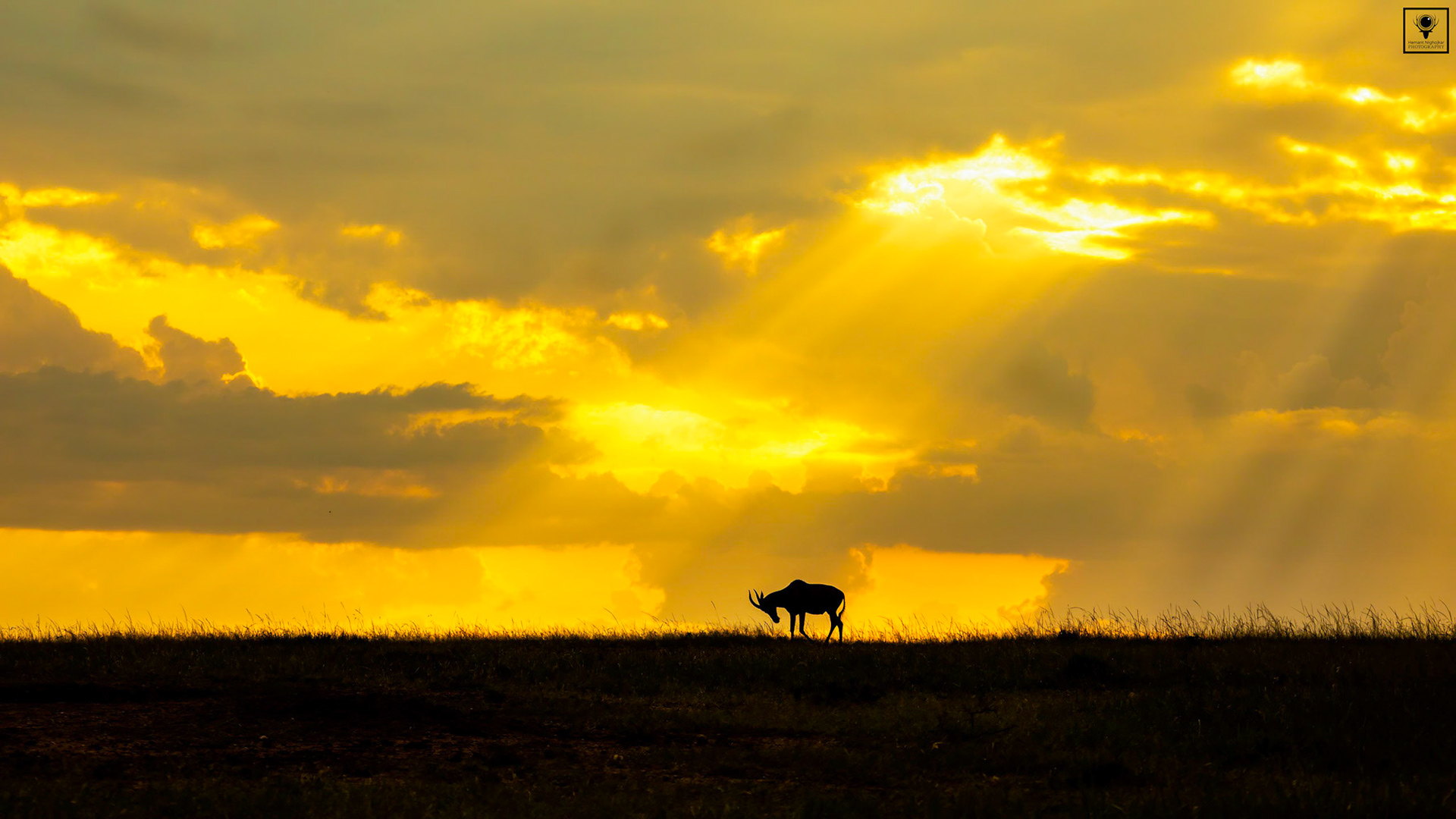 Golden light at Sunset