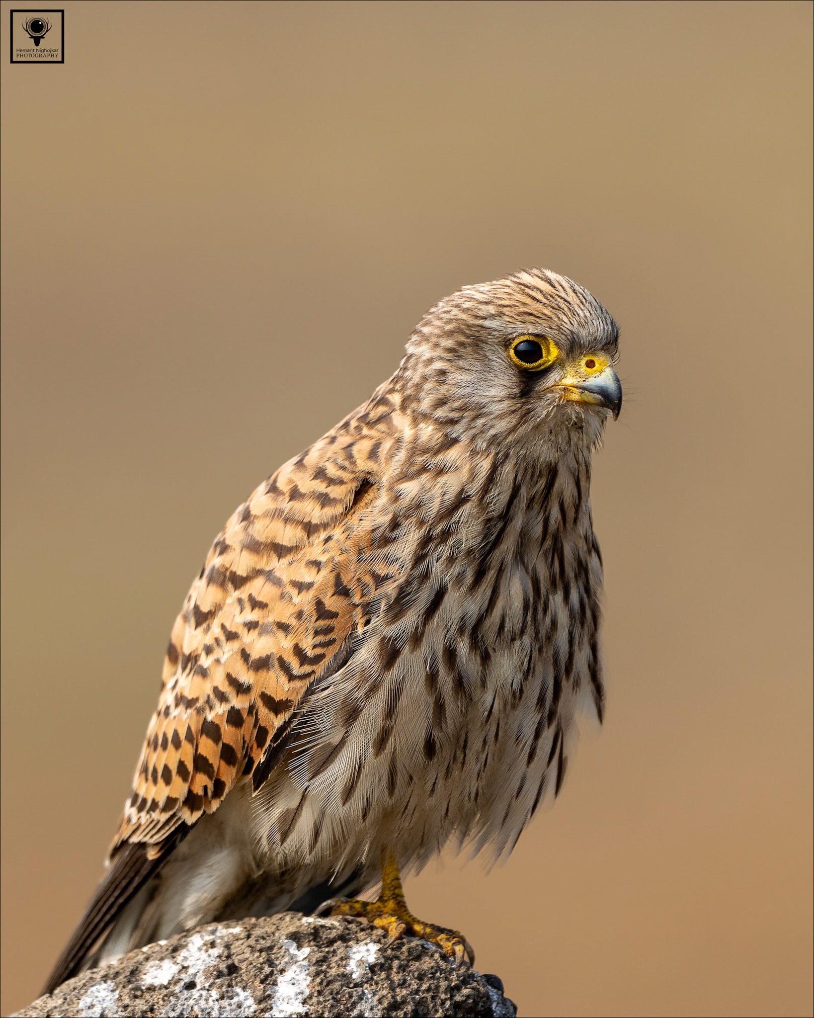 Lesser Kestrel (female)