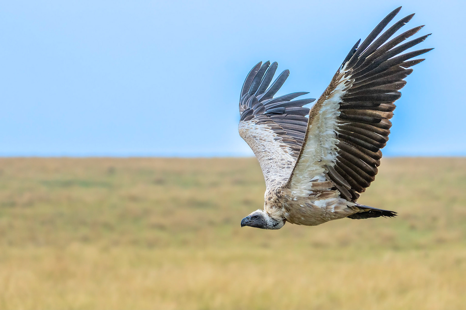 White-backed Vulture