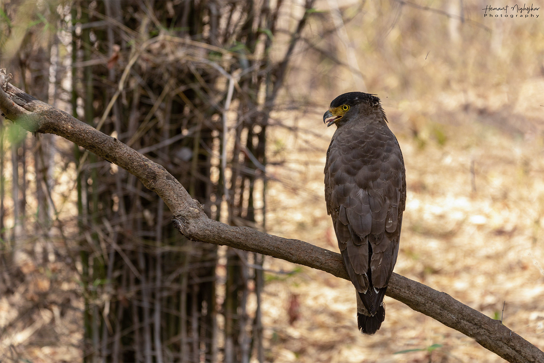 Serpent Eagle