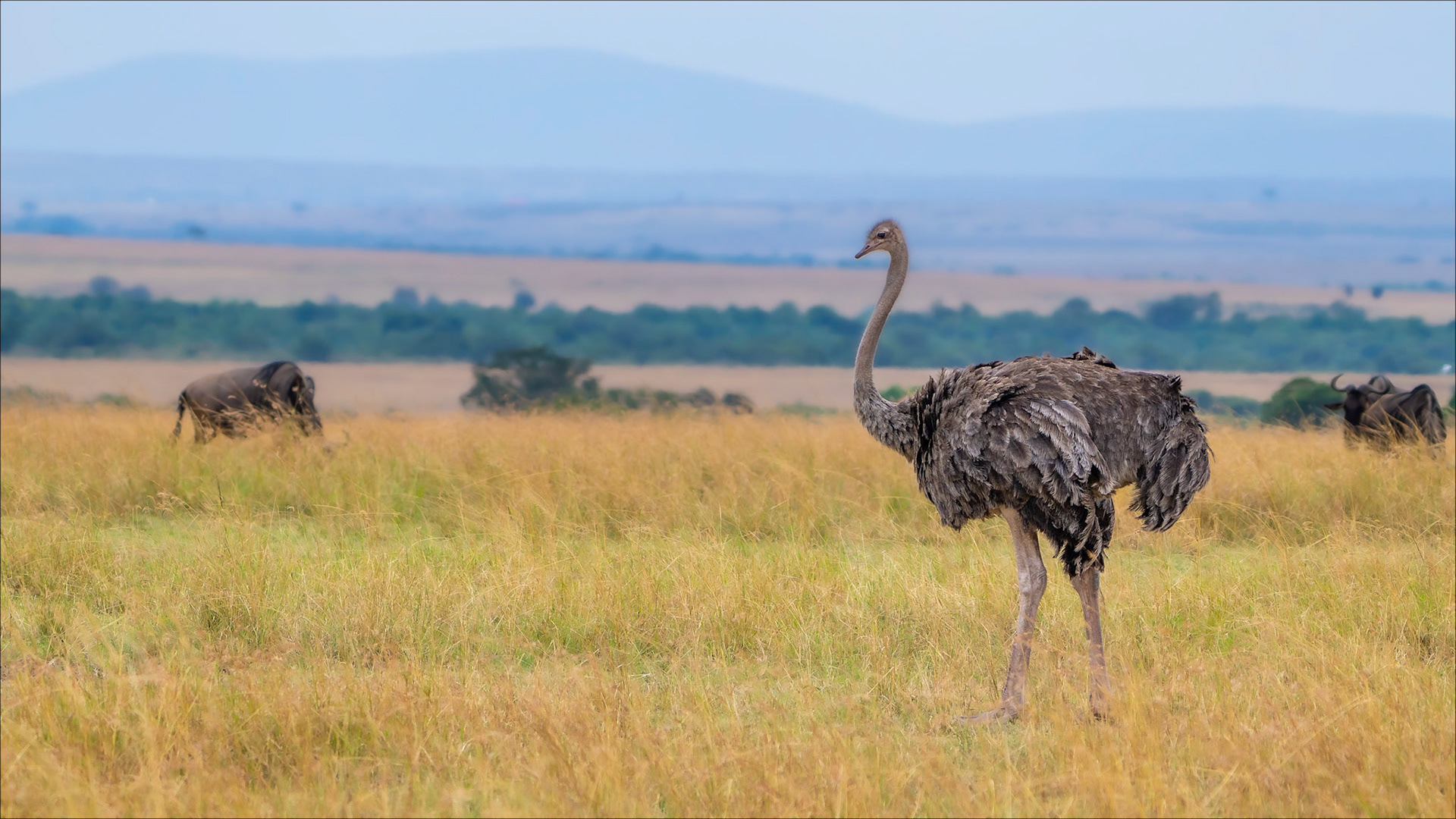 Ostrich