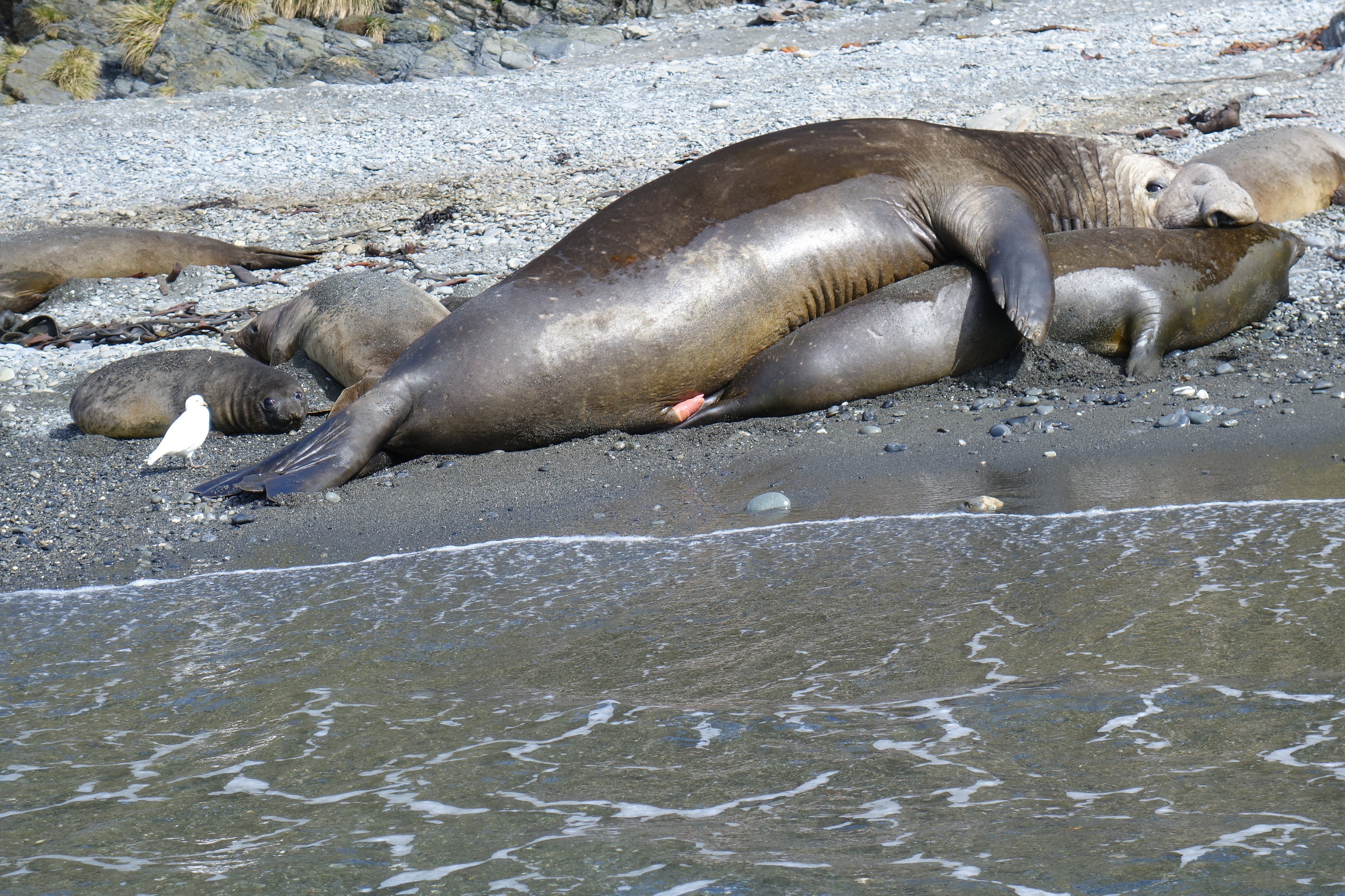 Mating Elephant Seals-note  the male/female size difference, pups in background- Right Whale Bay