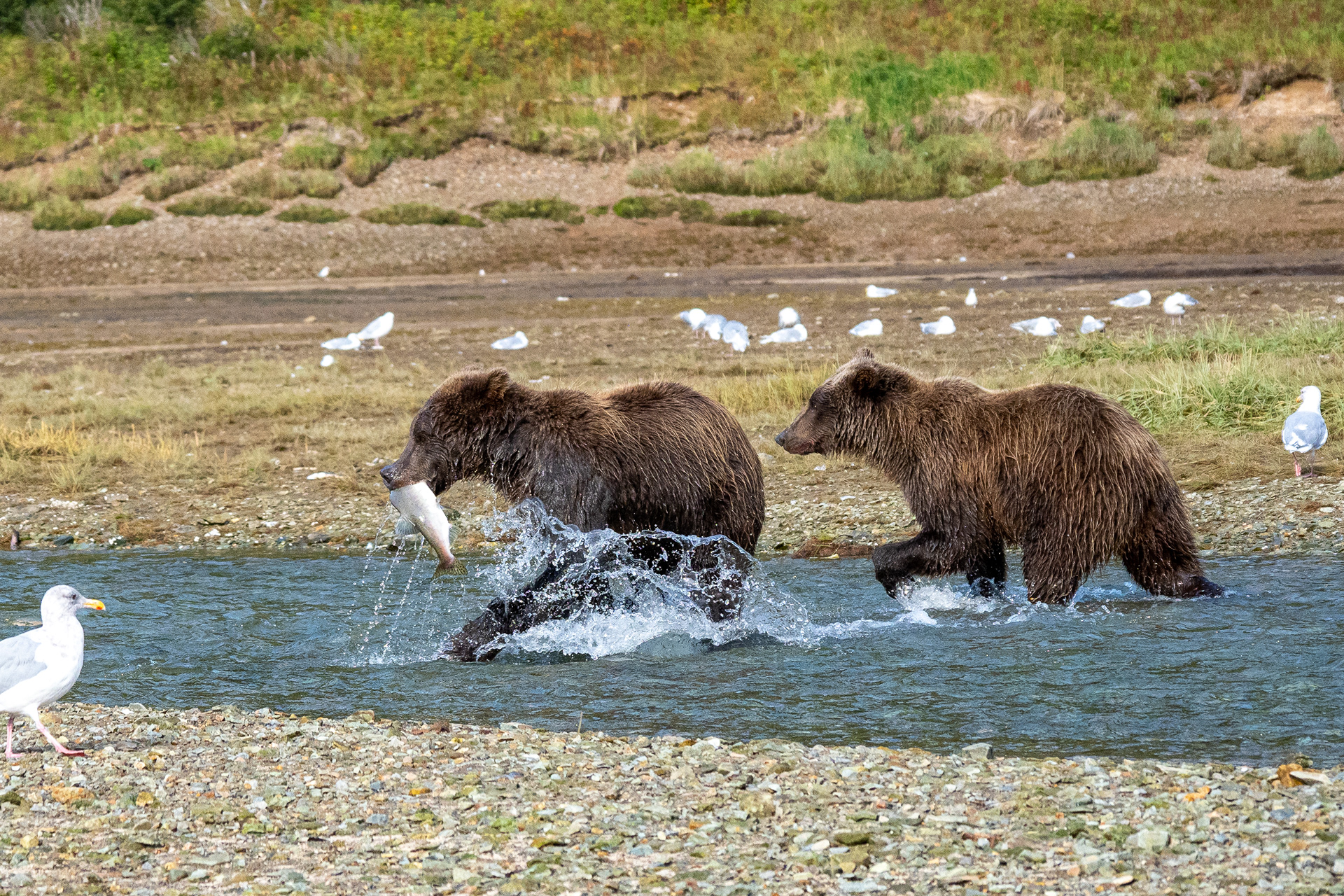 Cubs learning to fish