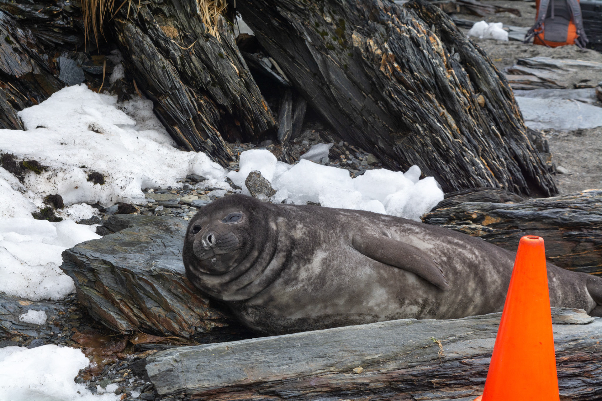 Fur Seal- Moltke Harbor 