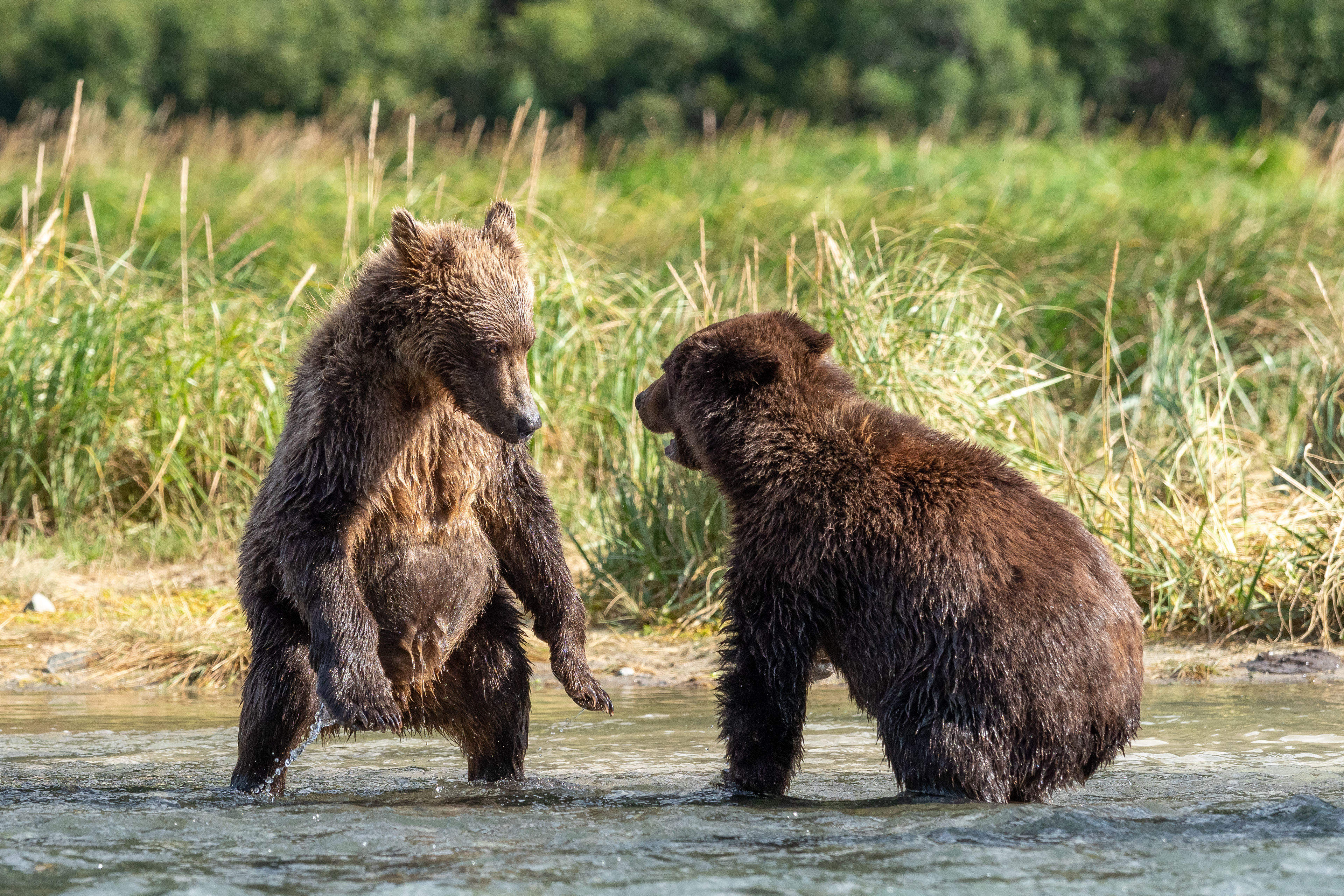 Second-Summer cubs sparing