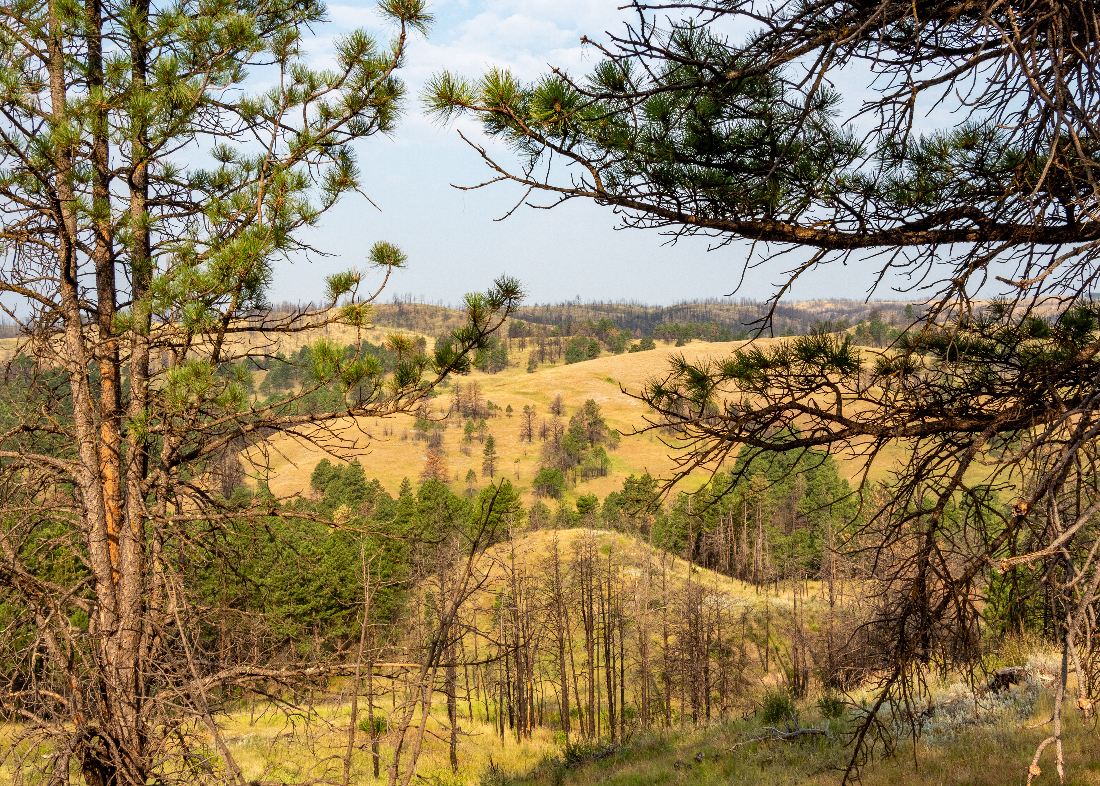 The Prairie- Black Hills Custer State Park