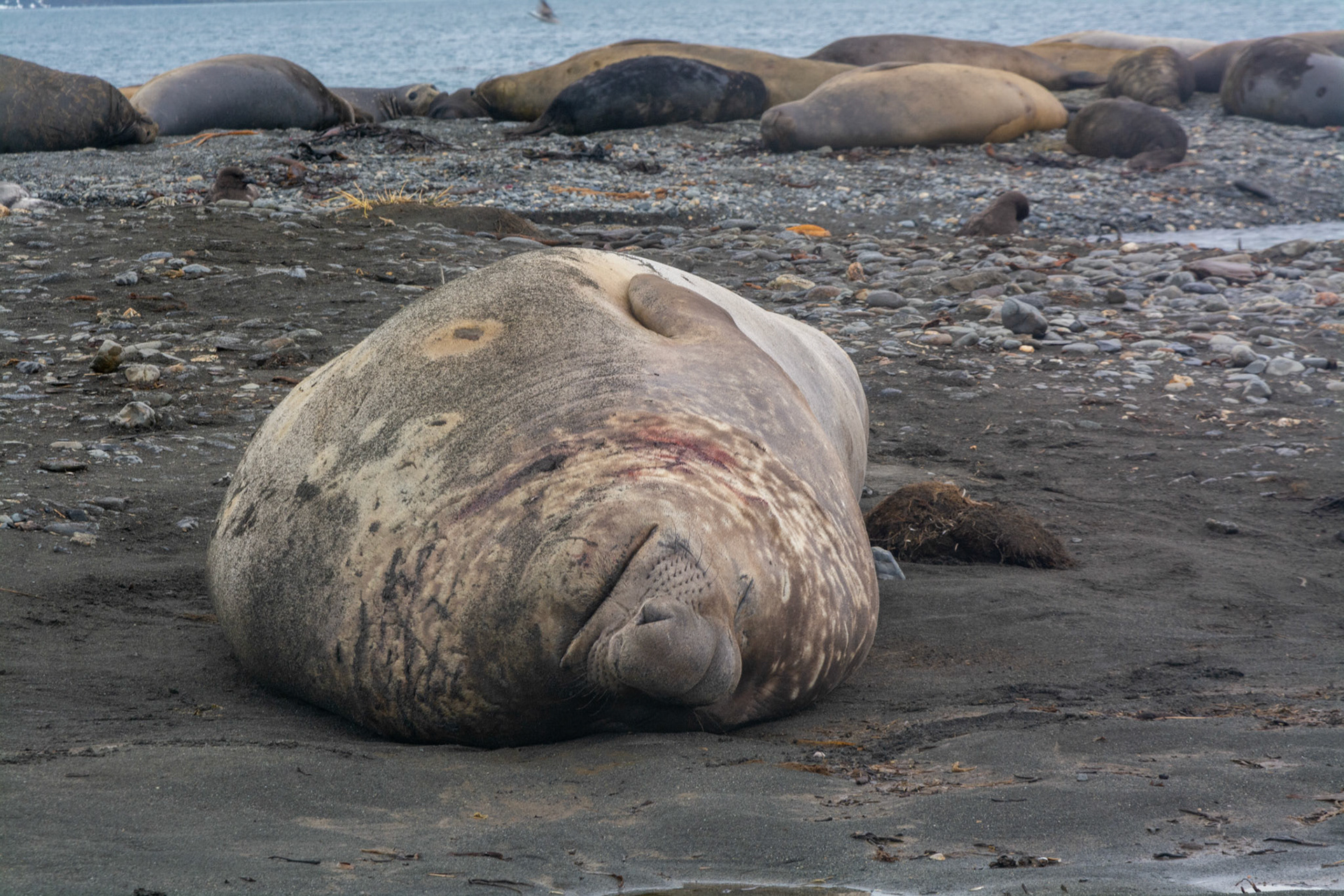 Male Elephant Seal "Beach Master" that has done battle- King Haakon Bay