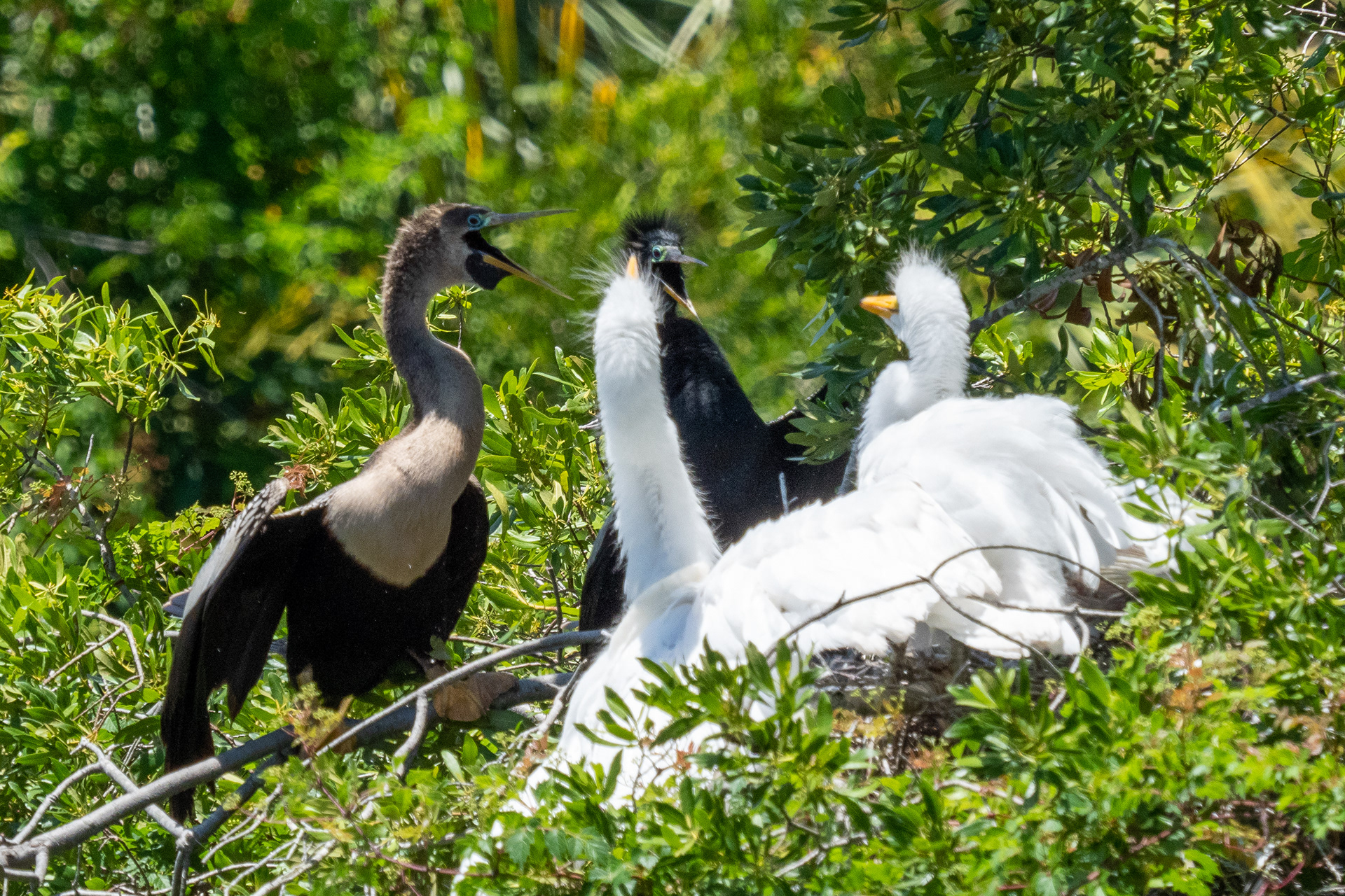 June 1, 2020- Anhinga mating pair squabble over nest with Great Egrets