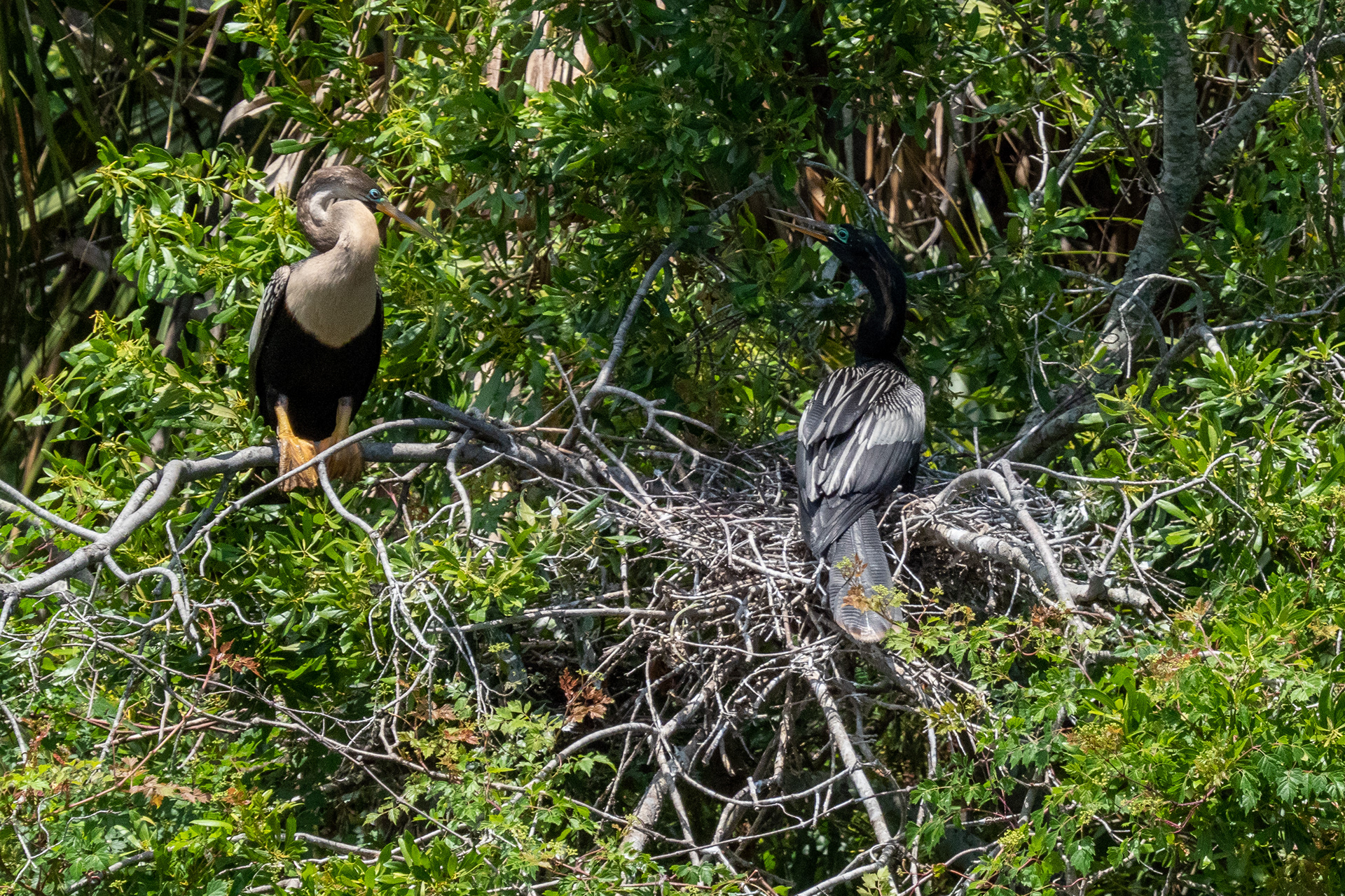June 1, 2020- Anhinga mating pair squabble over nest with Great Egrets