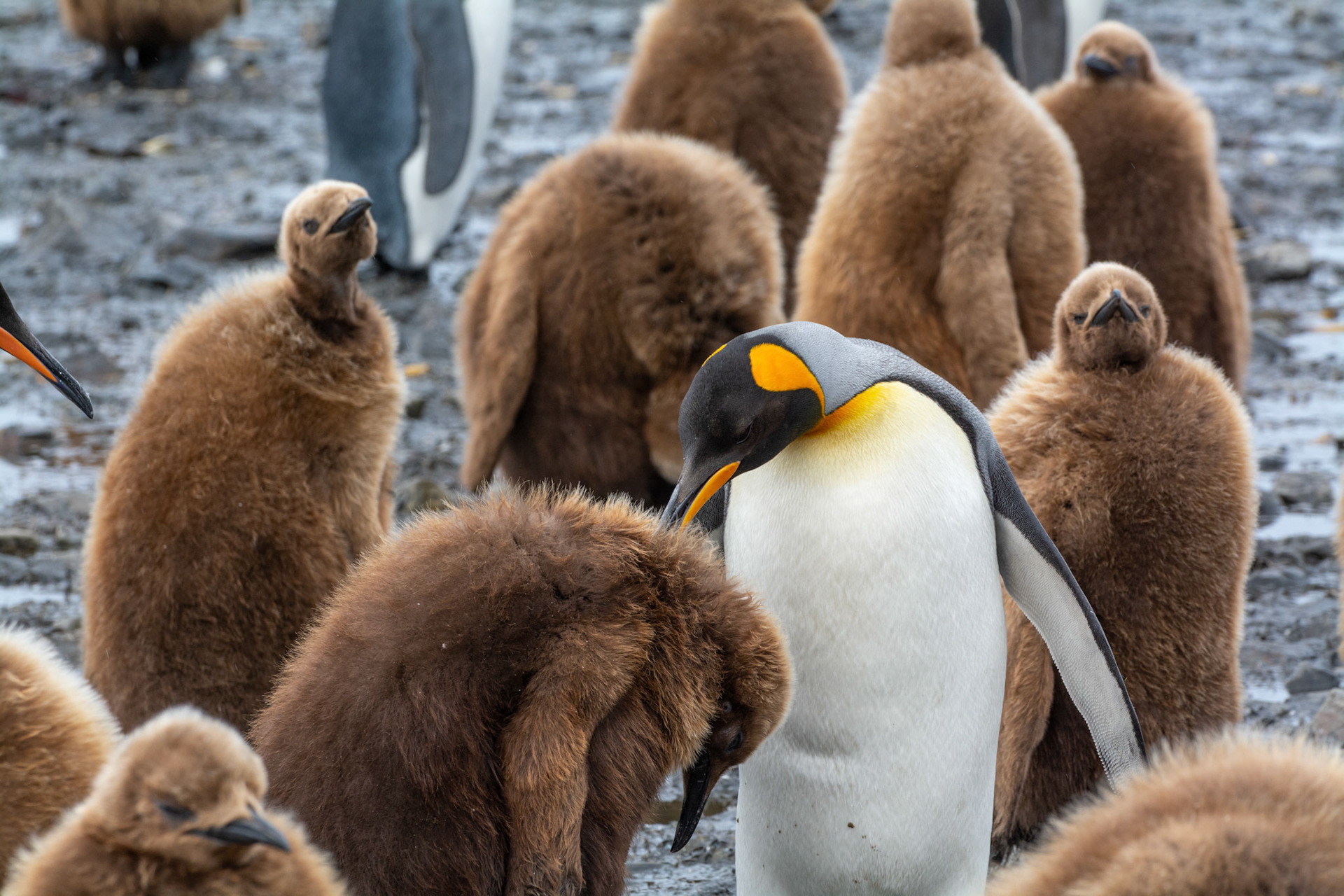 Adult King parent preening chick- King- Salisbury Plain