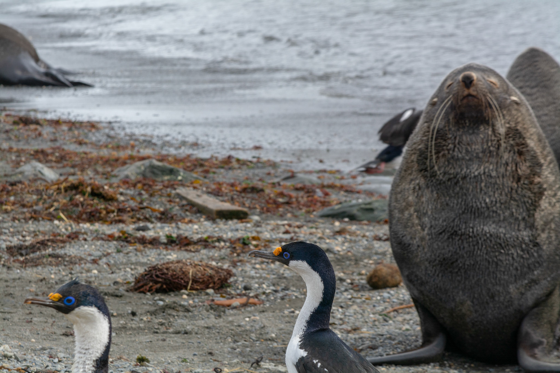 South-Georgia Shag & Fur Seal- Ocean Harbor