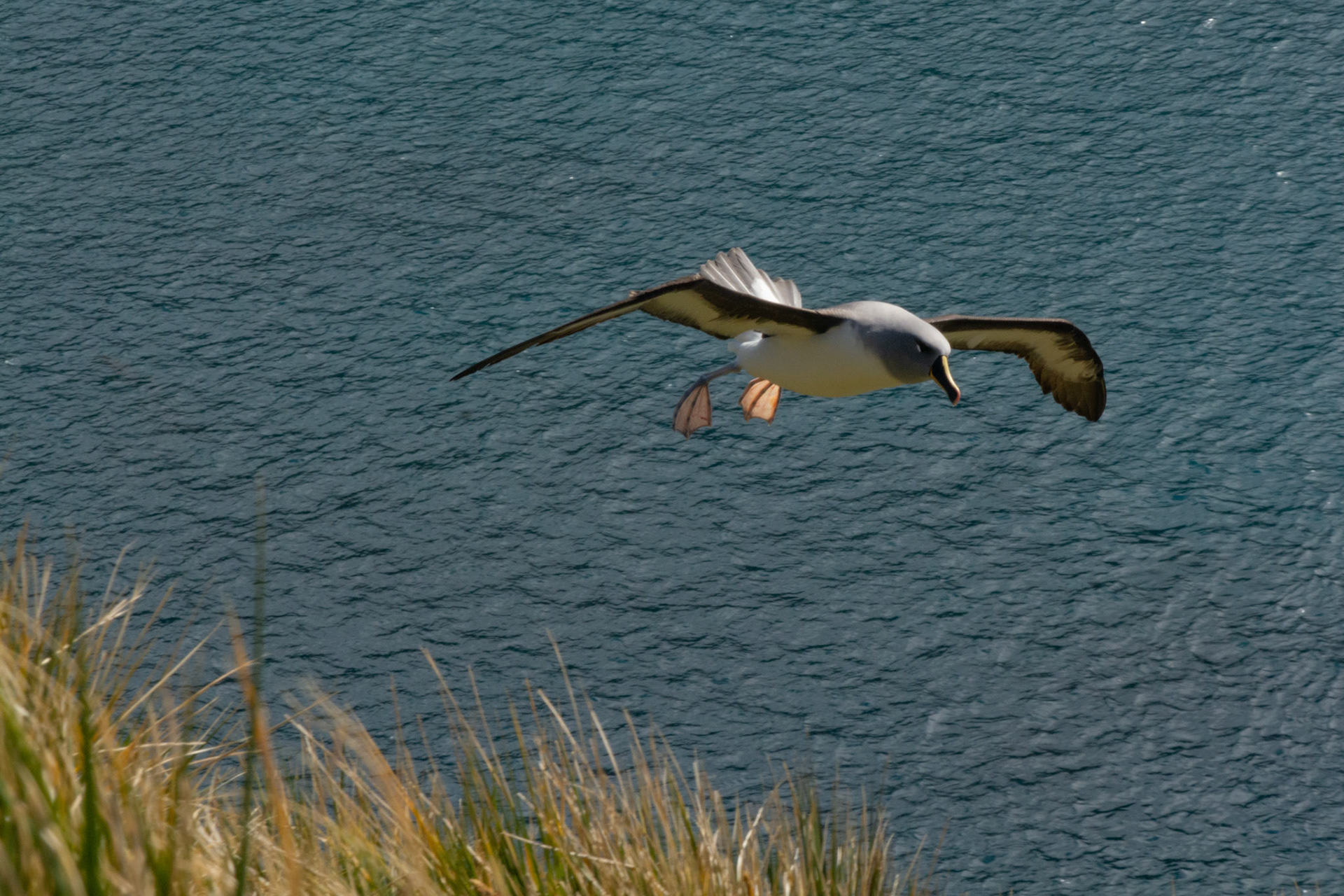  Grey- Headed Albatross- Elsehul Bay