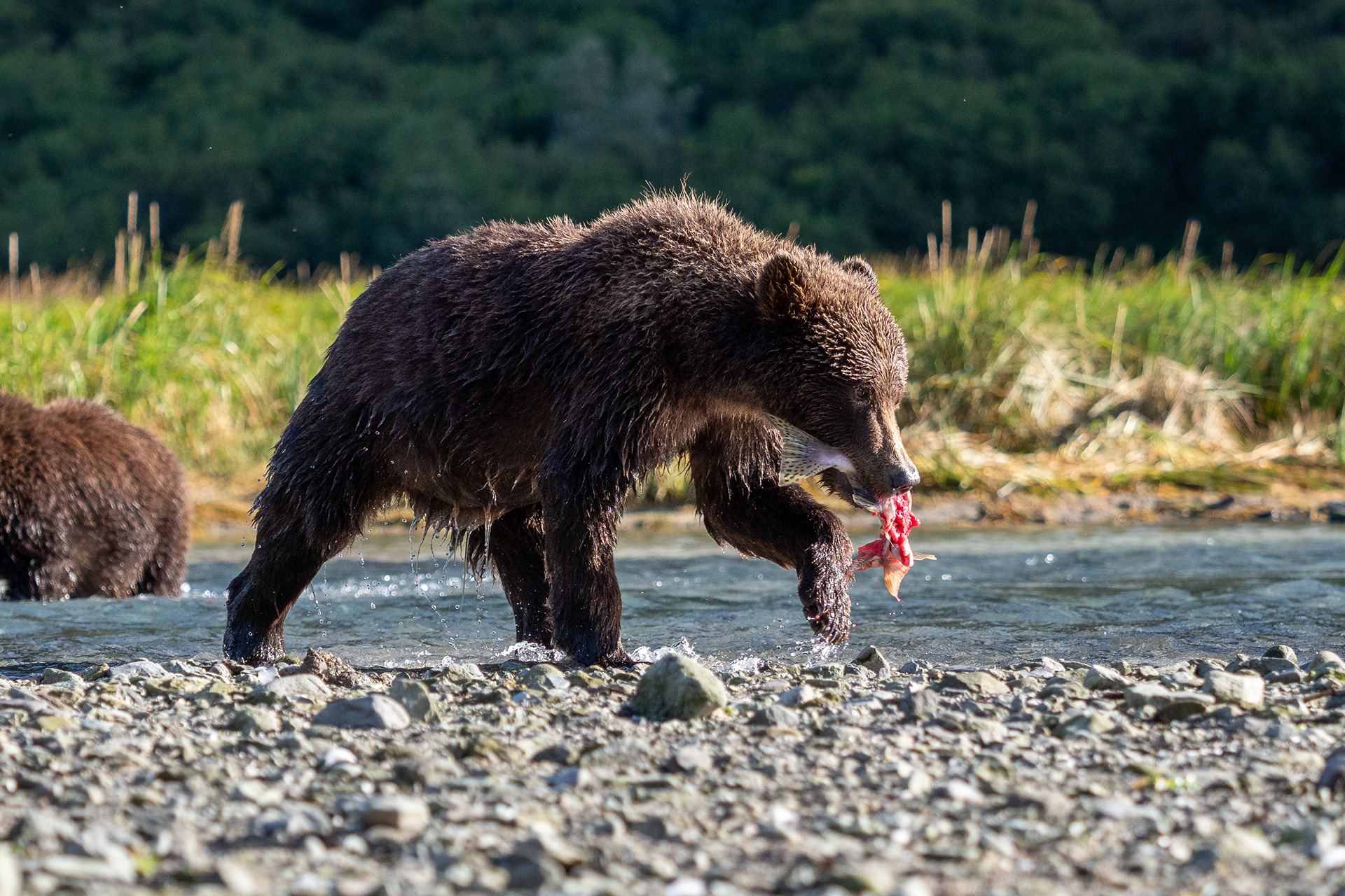Successful catch by Second-Summer cub
