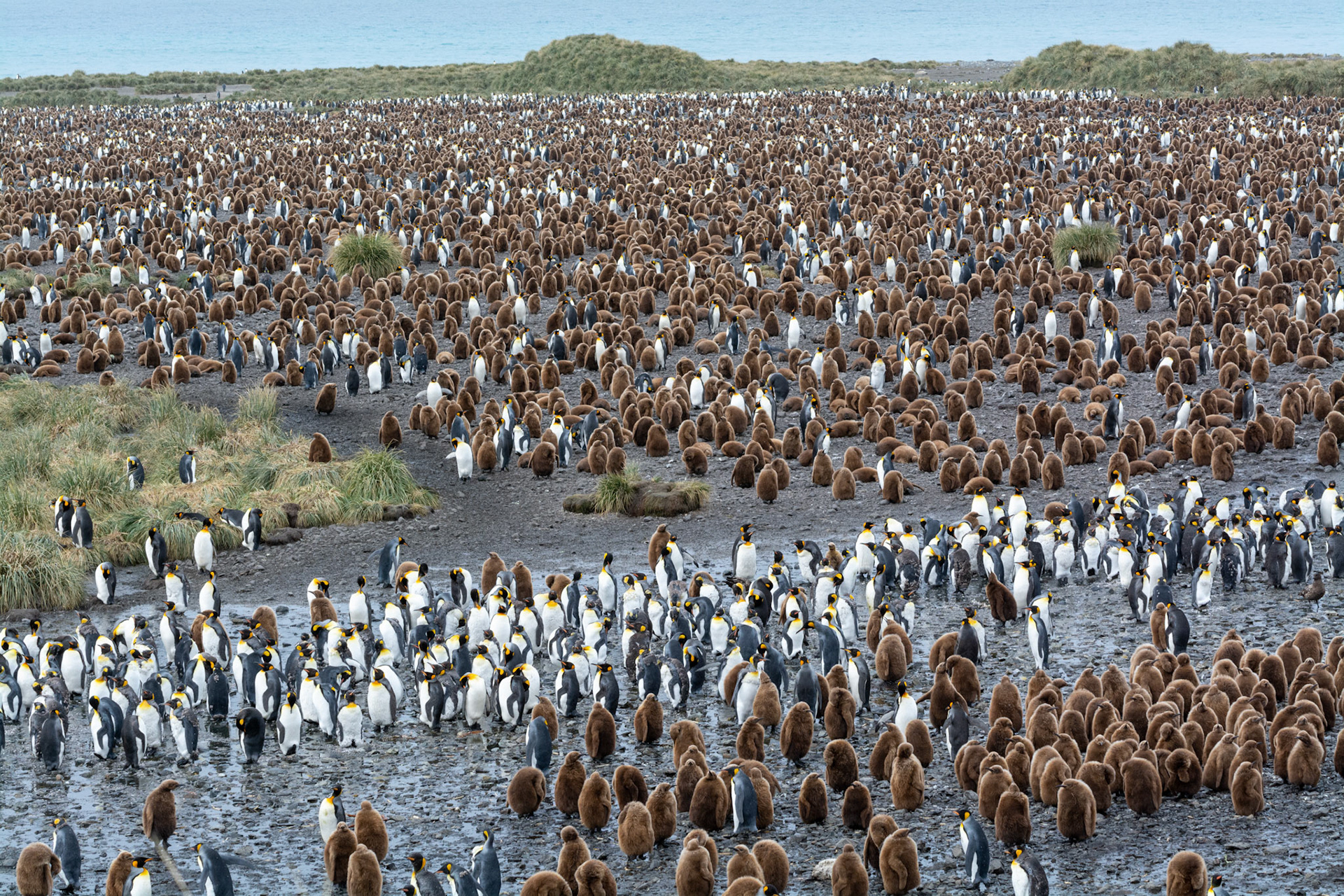 King Penguin Colony- Salisbury Plain