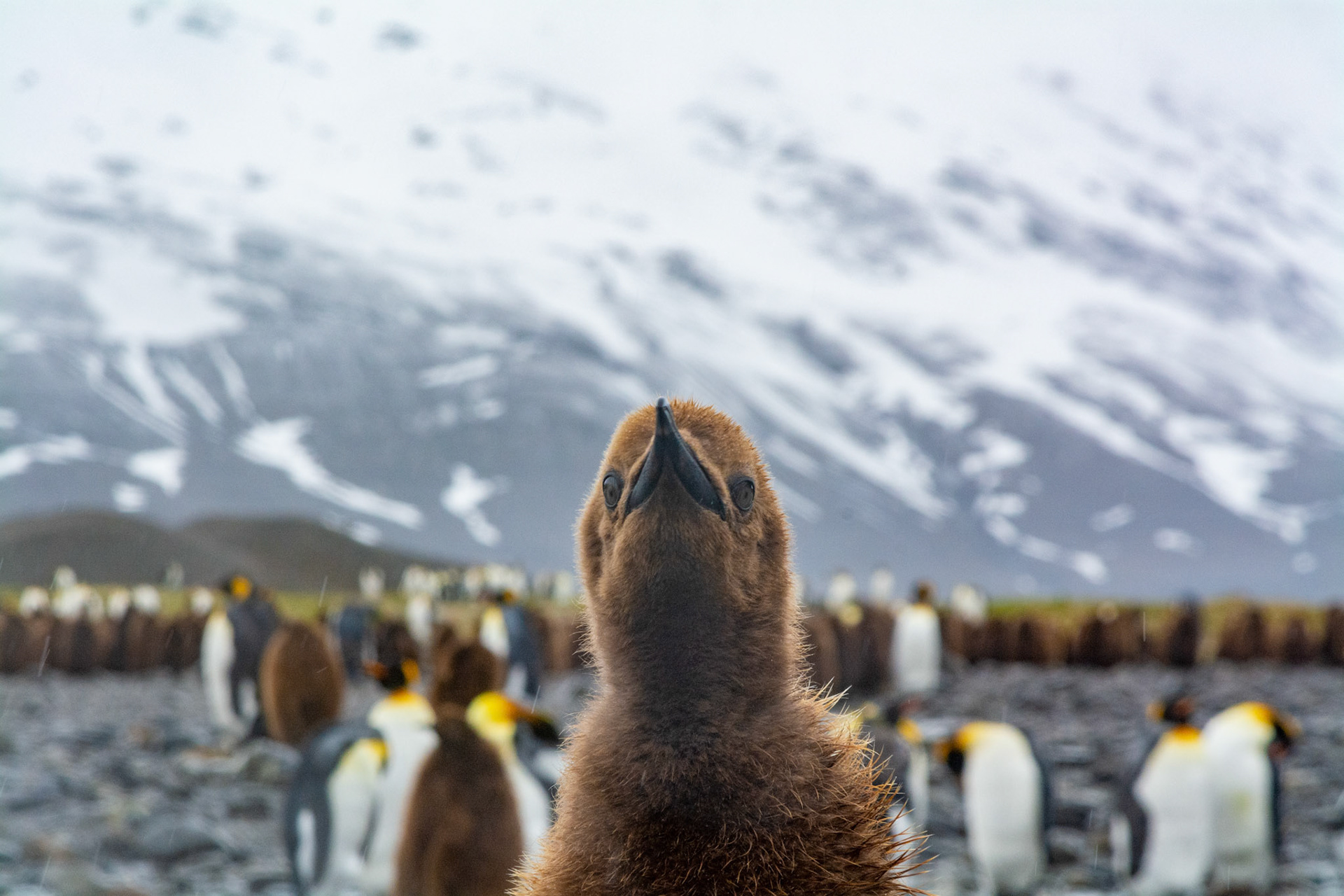  King Penguin chick a.k.a."Oakum Boys"- Fortuna Bay