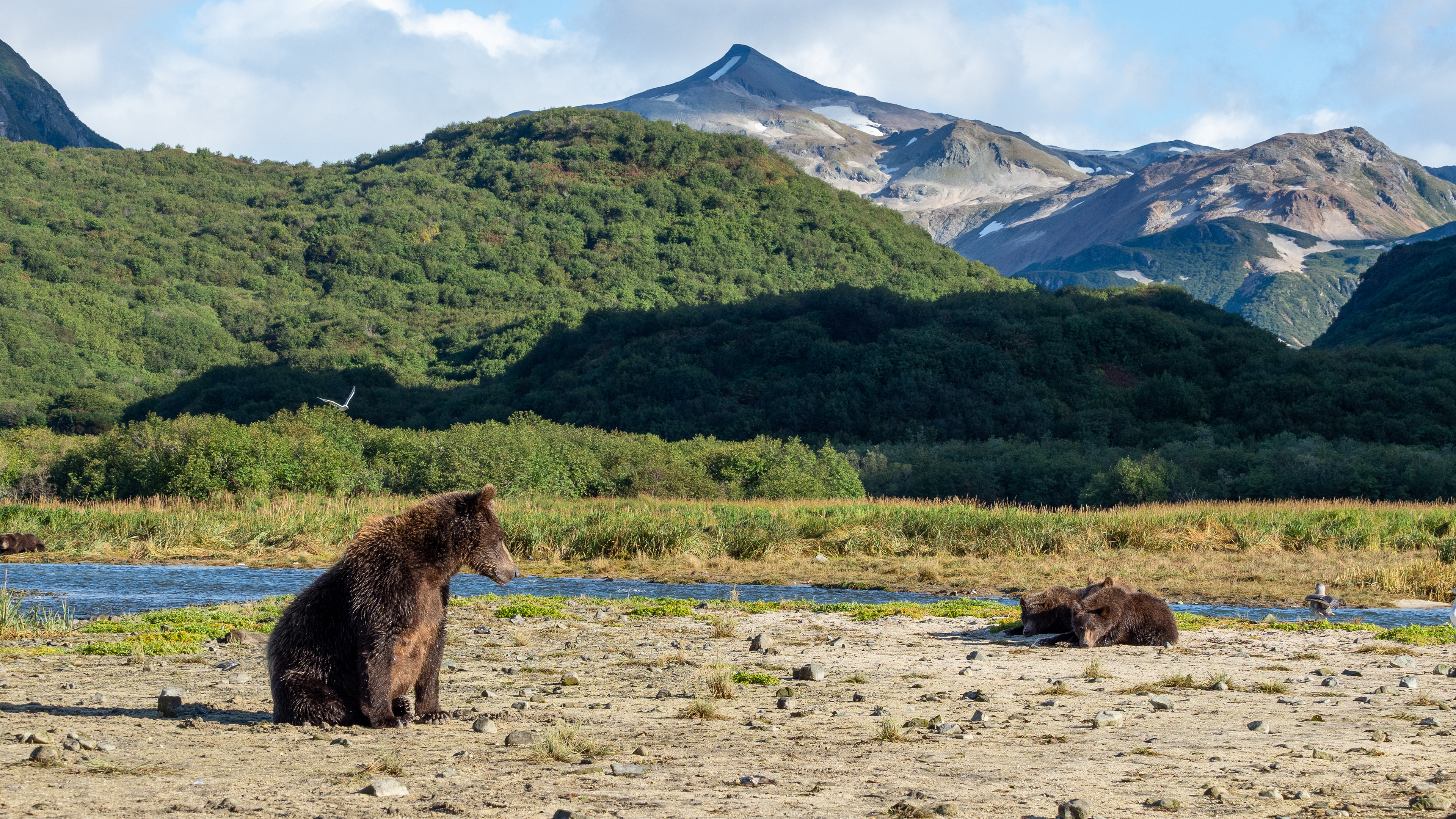 Mama bear watching over her three Second-Summer cubs