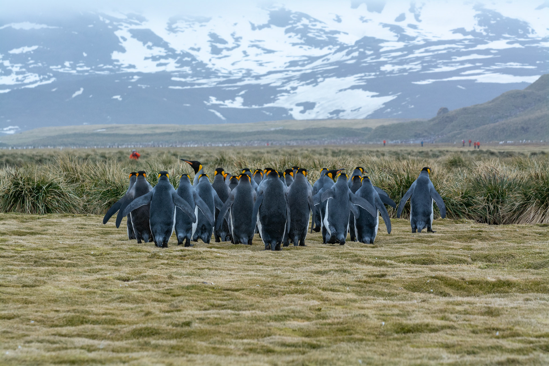 Kings- Salisbury Plain