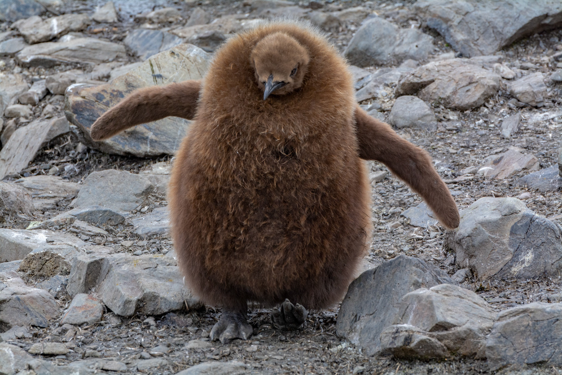 Oakum Boy- Salisbury Plain