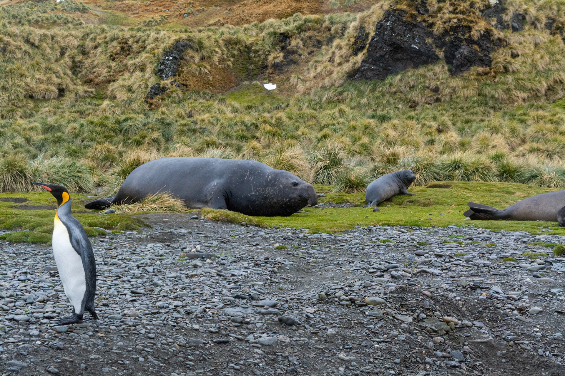 King & male Elephant Seal- Fortuna Bay