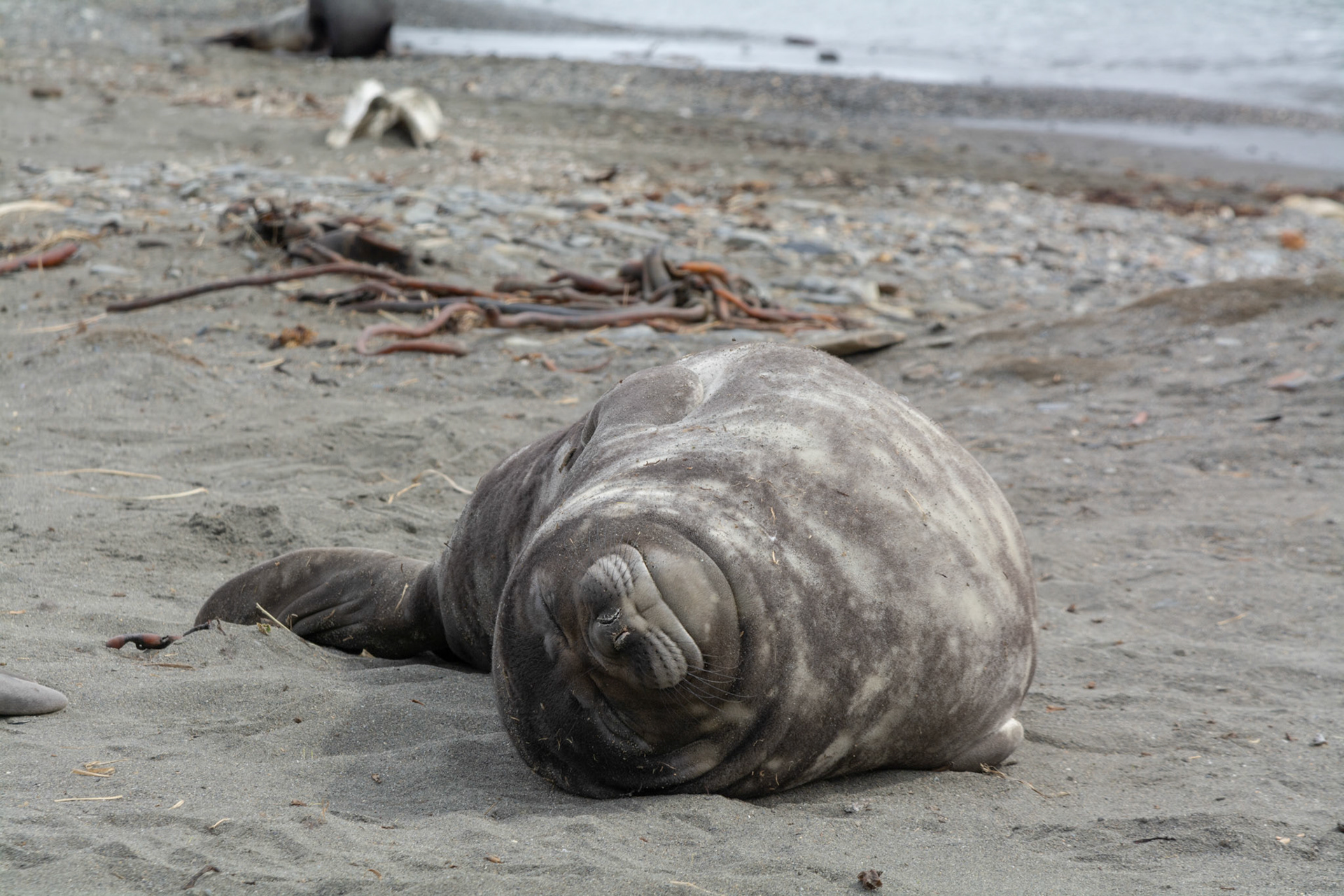 Elephant Seal pup- Ocean Harbor